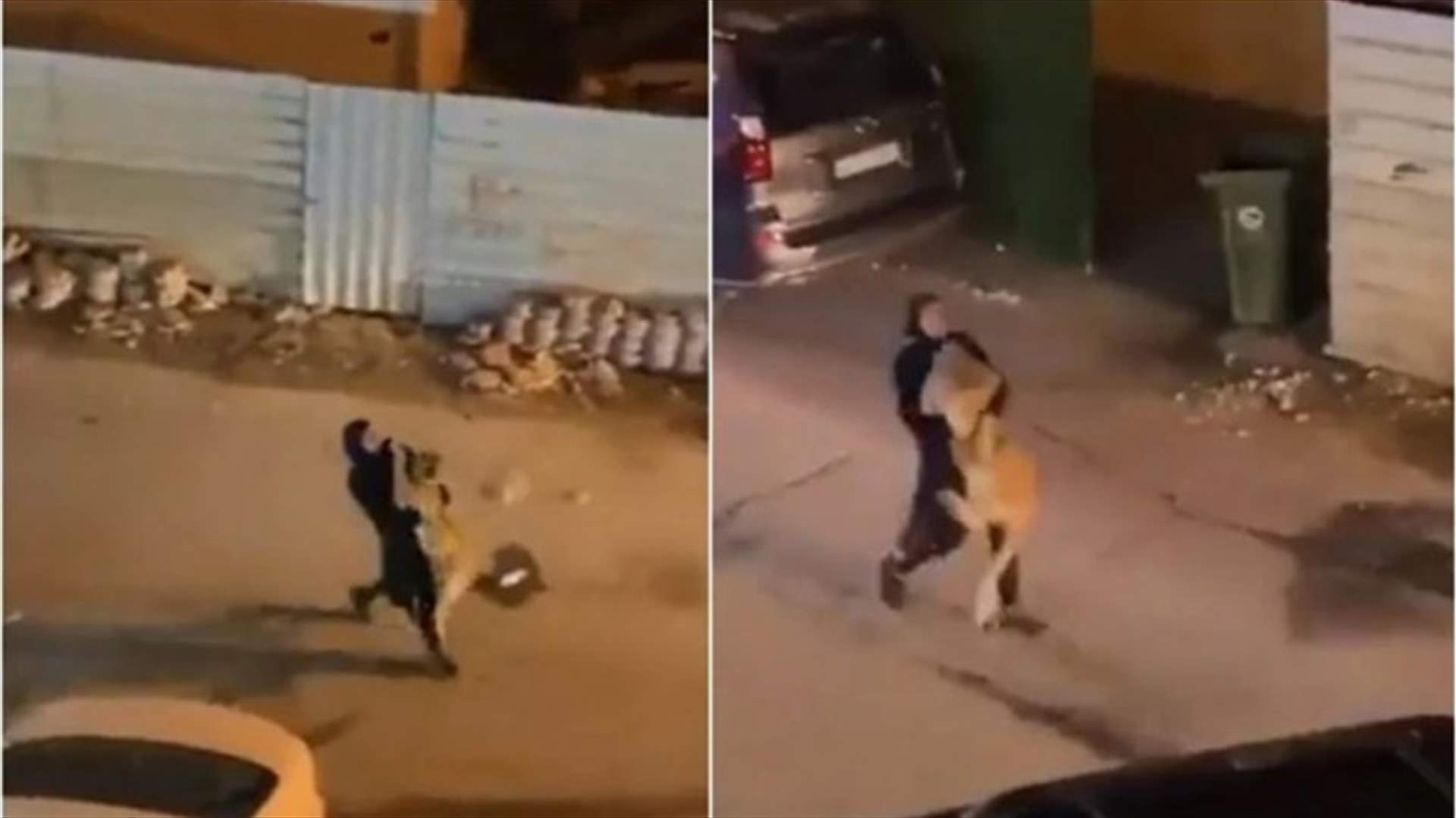 في الكويت... فتاة تُلقي القبض على أسد أثار الرعب بعد هروبه من أحد المنازل! (فيديو)