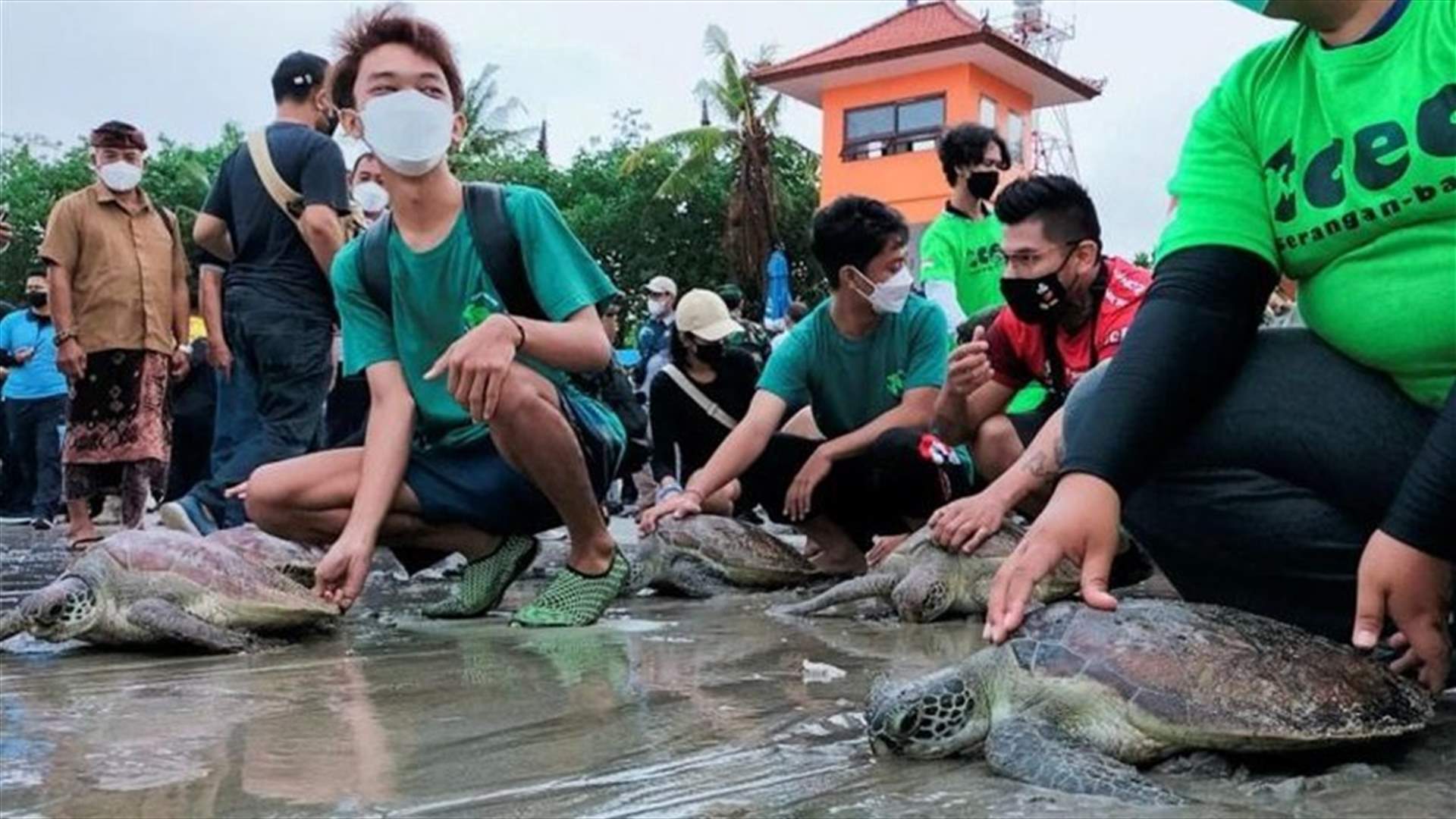 Indonesia releases 33 sea turtles rescued from poachers