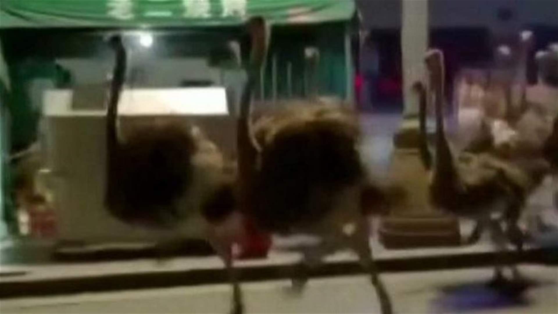 بعد هروبها من المزرعة ... 80 نعامة تركض بحرية في شوارع الصين (فيديو)