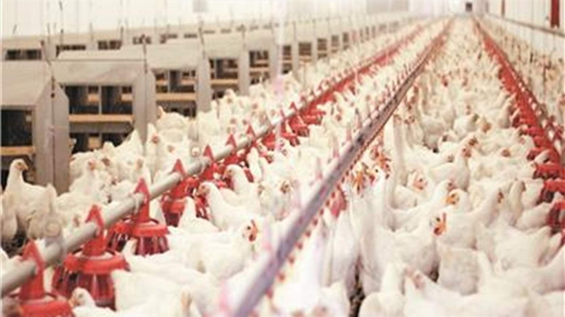 رئيس نقابة الدواجن: إنخفاض سعر الدجاج بنسبة توازي إنخفاض سعر الدولار