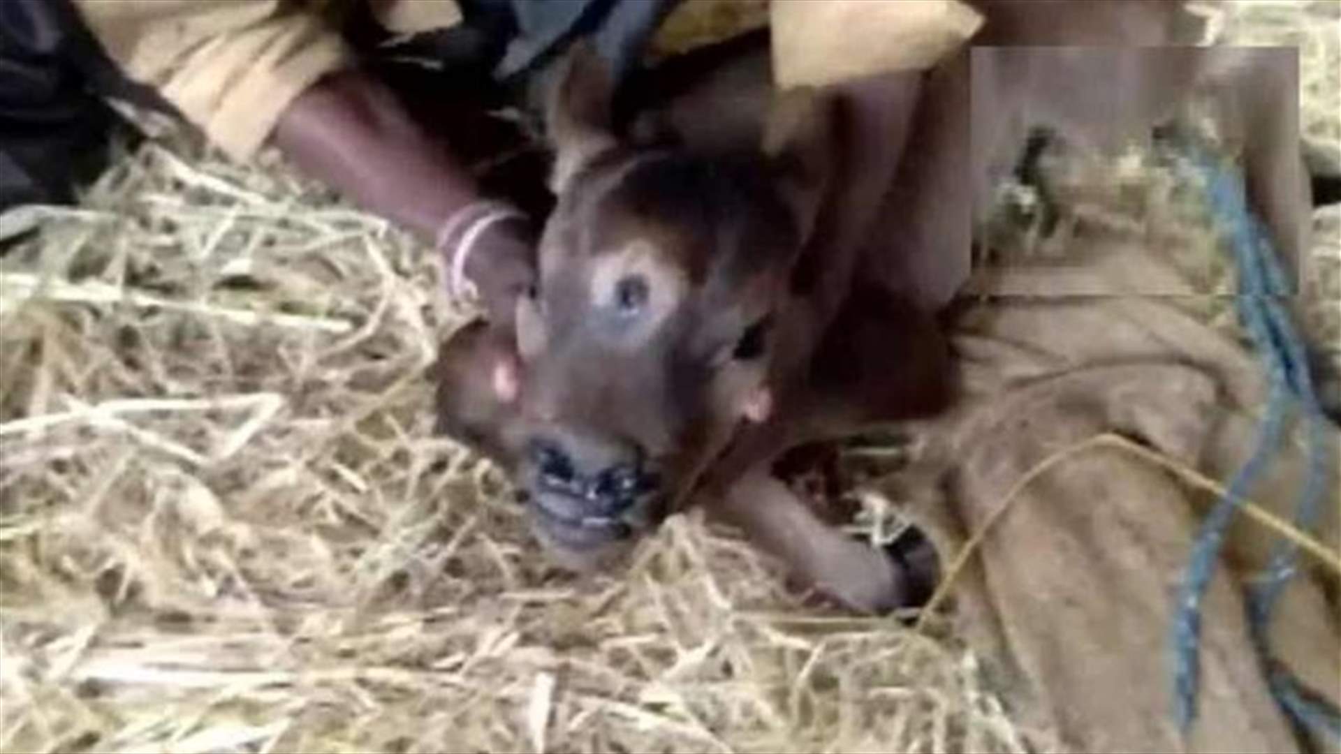 في مشهد نادر... ولادة عجل بثلاثة عيون و4 فتحات أنف