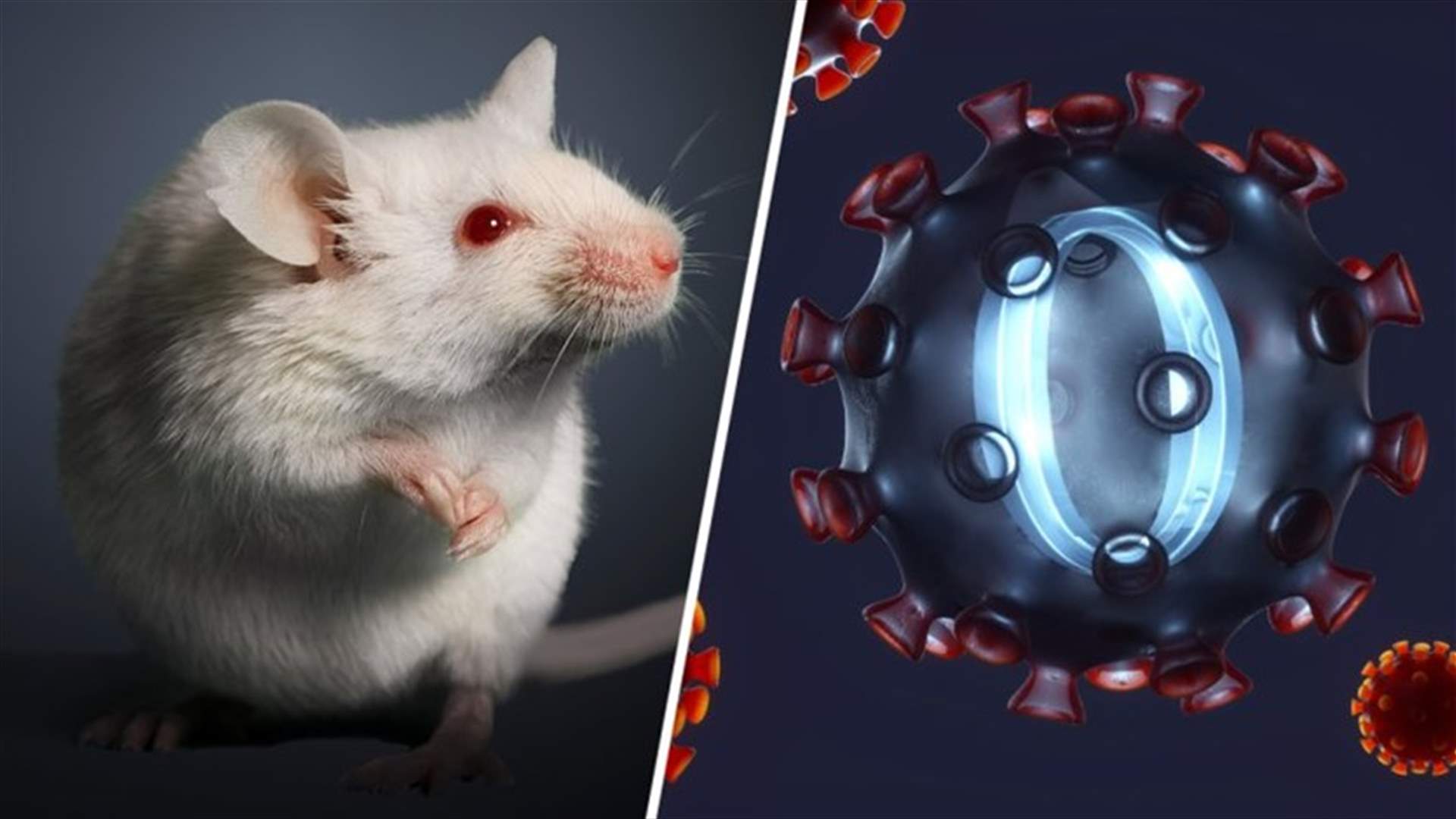 دراسة جديدة تكشف حقائق مهمة حول متحور أوميكرون... فهل نشأ من الفئران؟