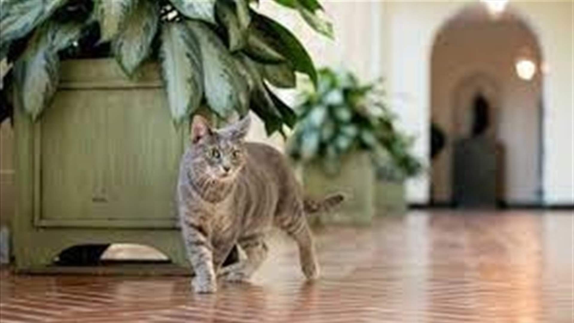 يبلغ عمرها عامين...القطة "ويلو" تنضم لأسرة بايدن في البيت الأبيض