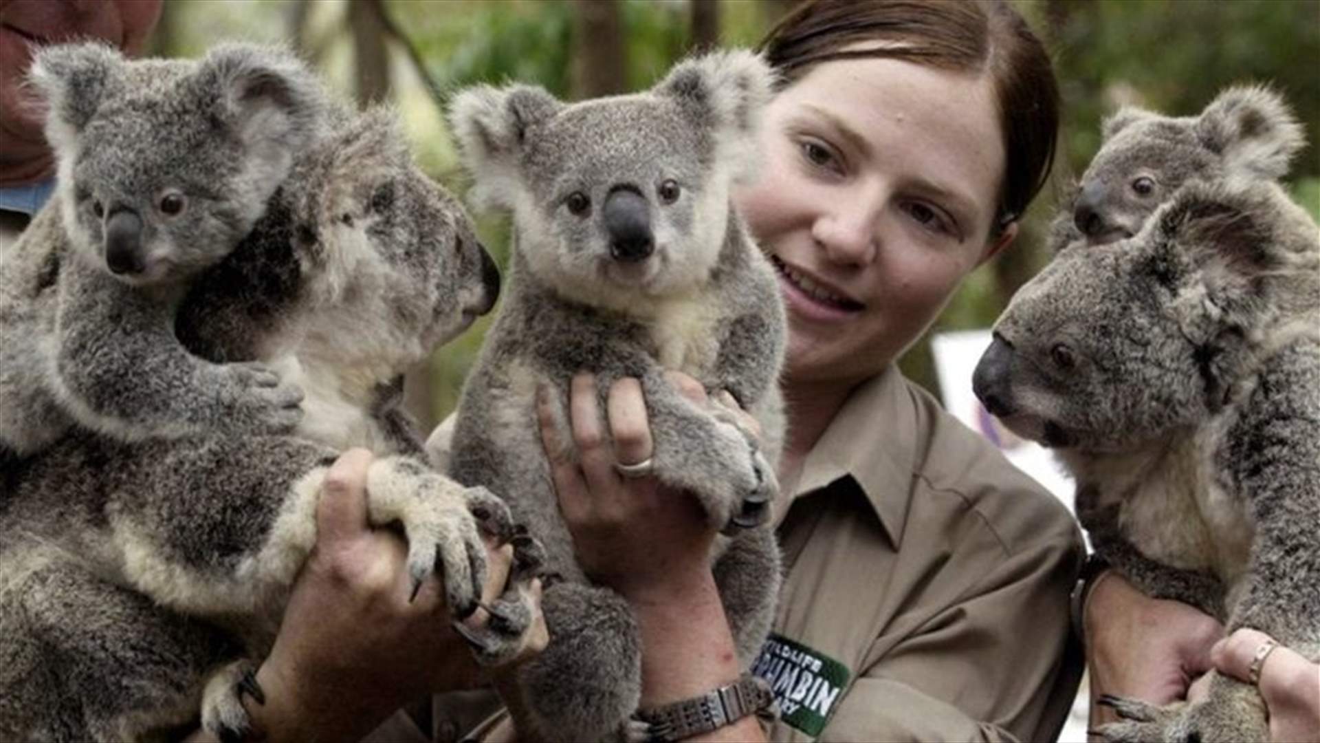 Australia boosts spending to protect koalas