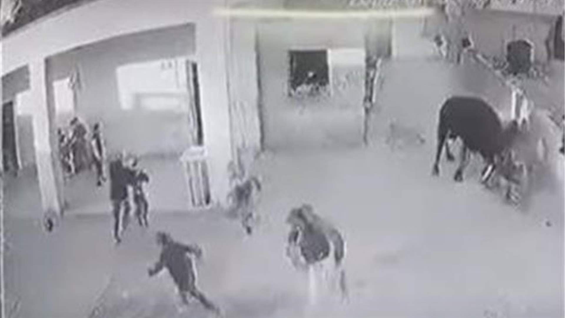 ثور هائج يقتحم مدرسة في العراق... وكاميرات المراقبة توثّق اللحظات المرعبة (فيديو)