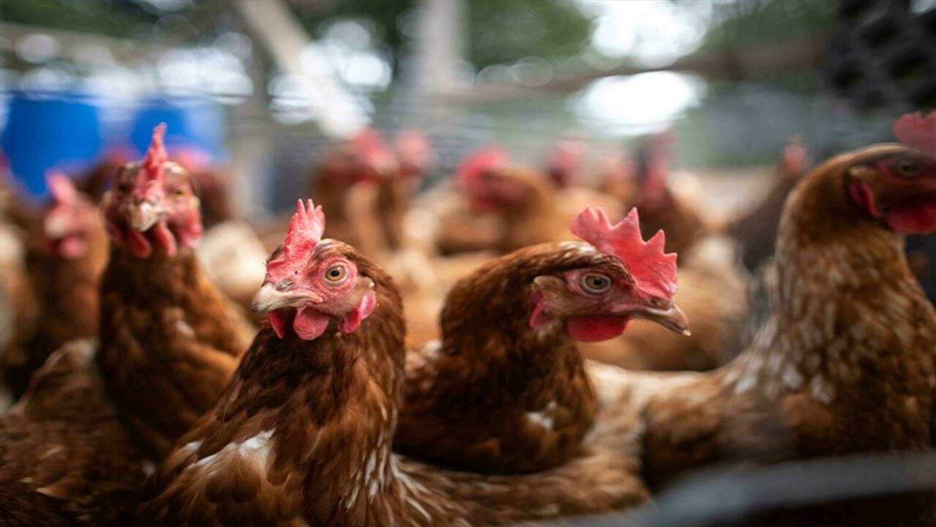 ذبح حوالى 3 ملايين طائر في فرنسا منذ بدء تفشي إنفلونزا الطيور