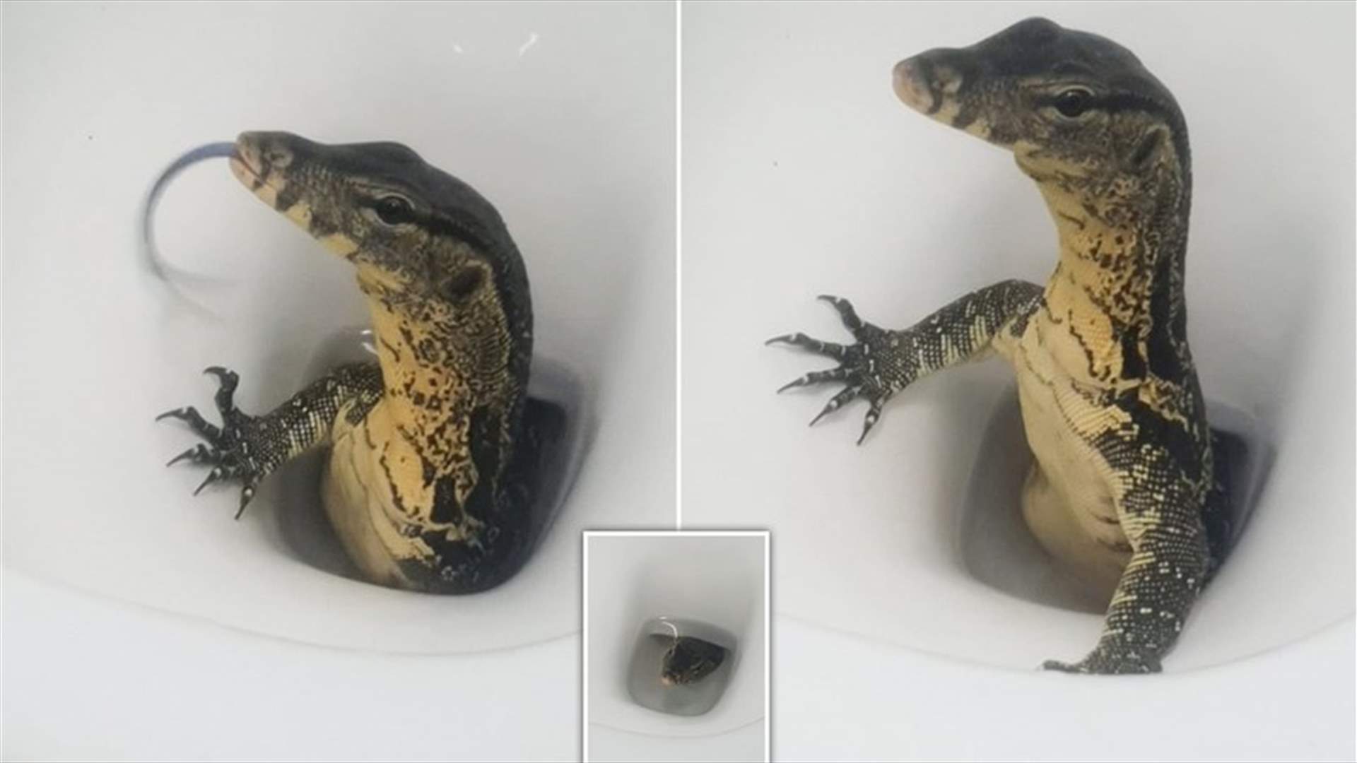 سحلية تفاجئ سائحاً بريطانياً في تايلاند... عثر عليها في المرحاض (فيديو)