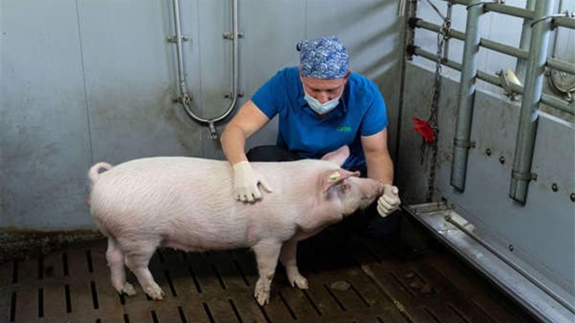 باحثون ألمان يعتزمون استنساخ خنازير هذا العام لعمليات زرع قلب للبشر