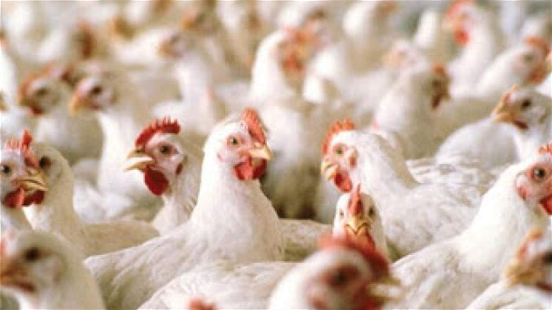 النقابة اللبنانية للدواجن تحذّر: إزالة الحماية الجمركية بمثابة حكم بالإعدام للقطاع
