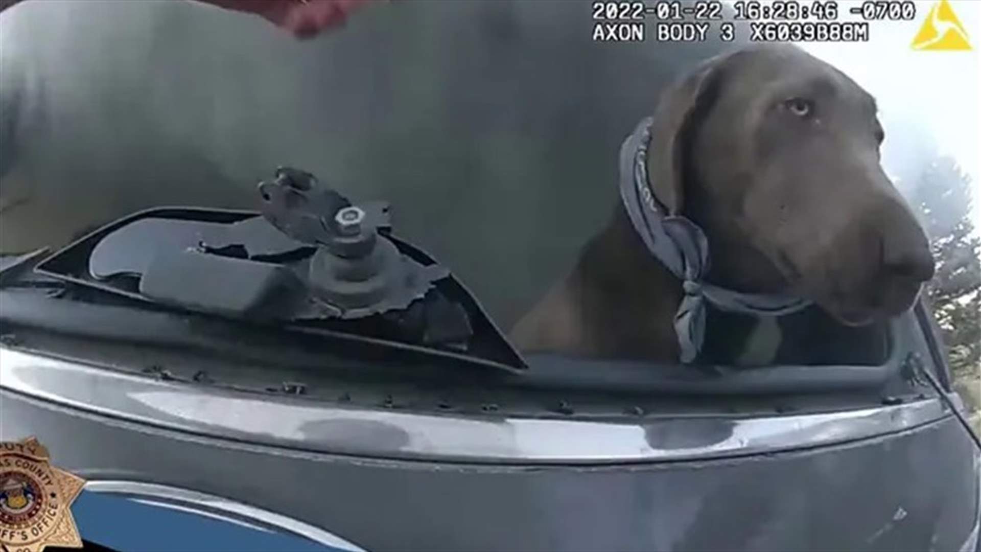 &quot;البطل الحقيقي&quot;... شرطي ينقذ كلباً من سيارة محترقة ويخطف قلوب رواد الإنترنت (فيديو)
