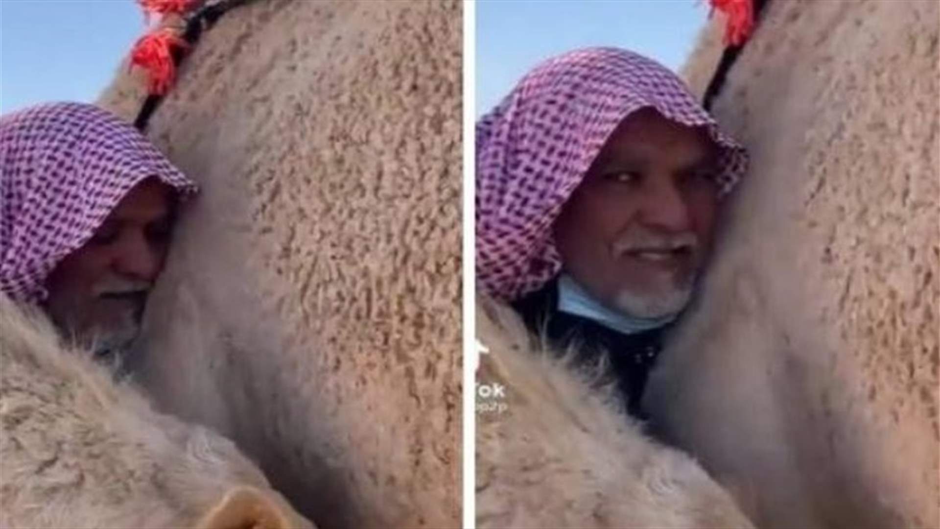 فيديو مؤثّر... ناقة تحتضن صاحبها الذي باعها في السعودية (فيديو)