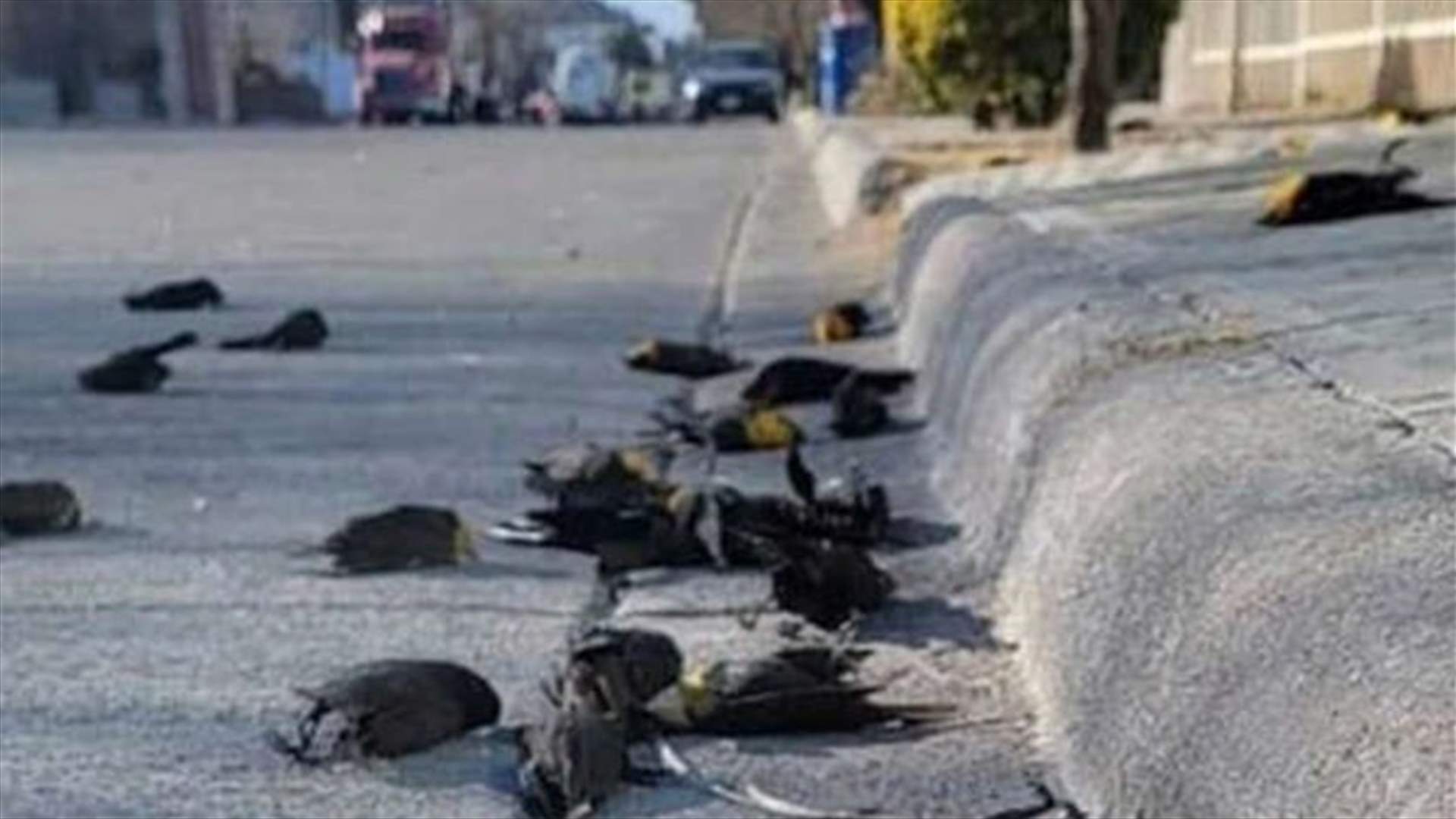 في مشهدٍ مرعبٍ... طيور نافقة تتساقط من سماء المكسيك (فيديو)