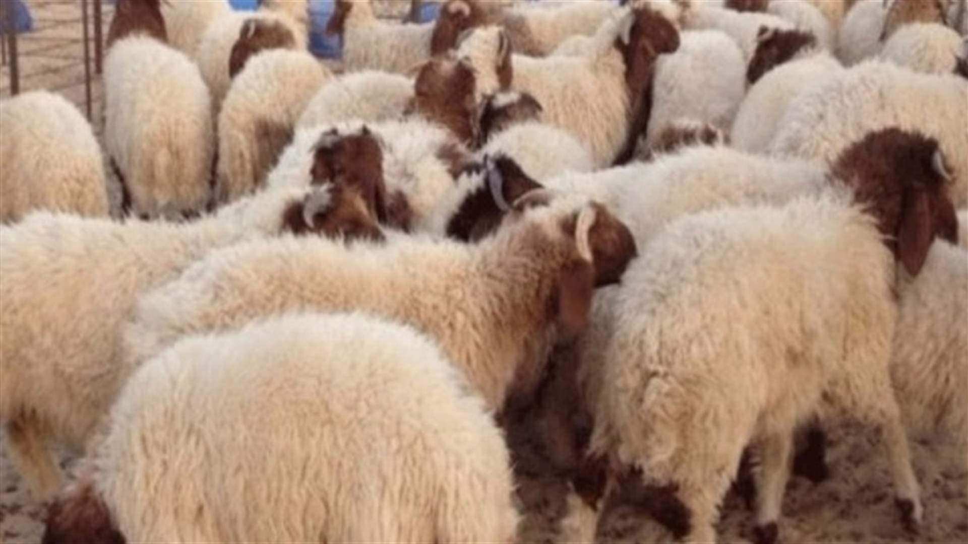 في زحلة... سرقة أموال من منزلين وفقدان 14 رأس غنم