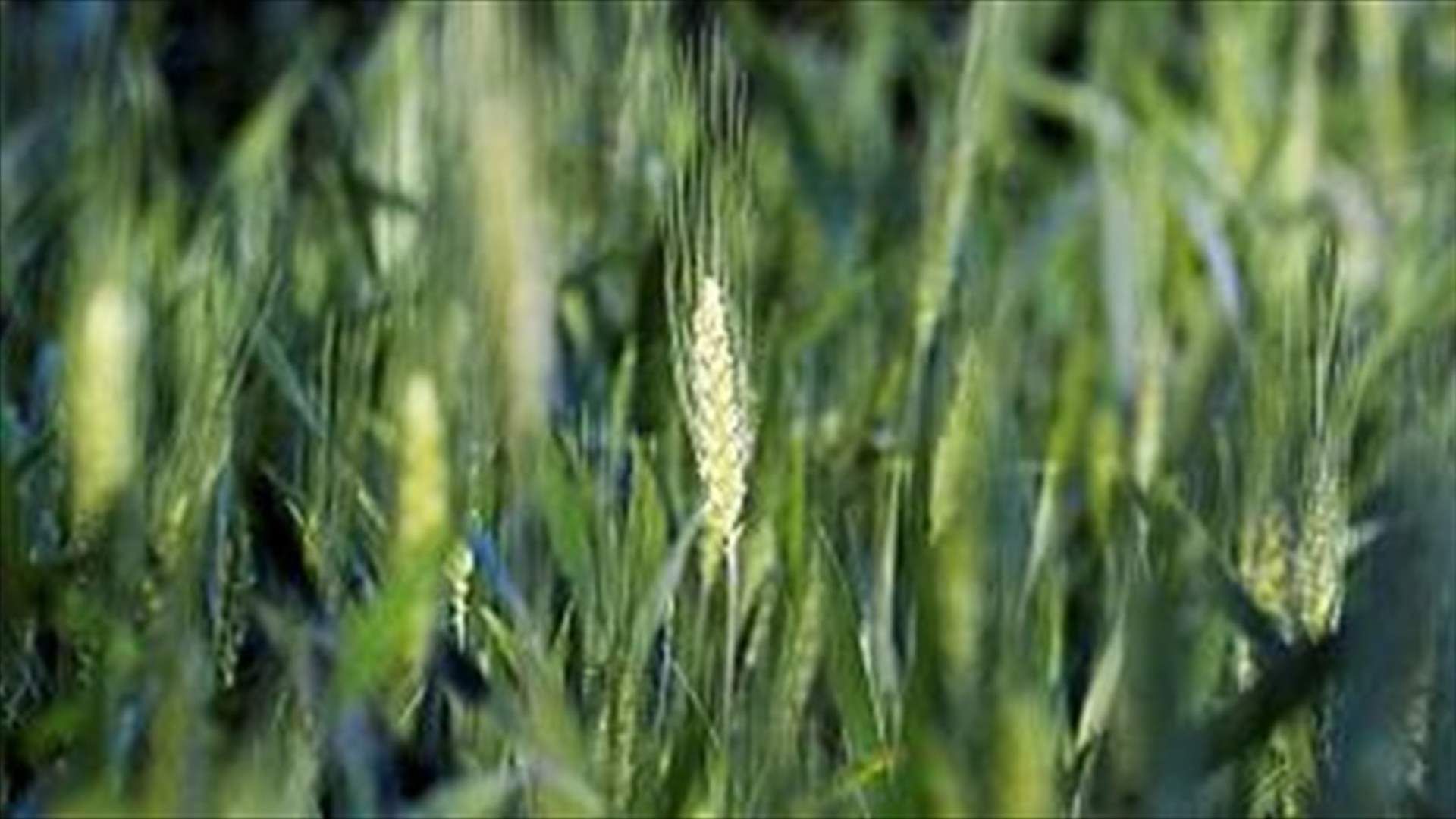 مصر تعمل على خطة لاستيراد القمح من مناطق أخرى بدلا من روسيا وأوكرانيا