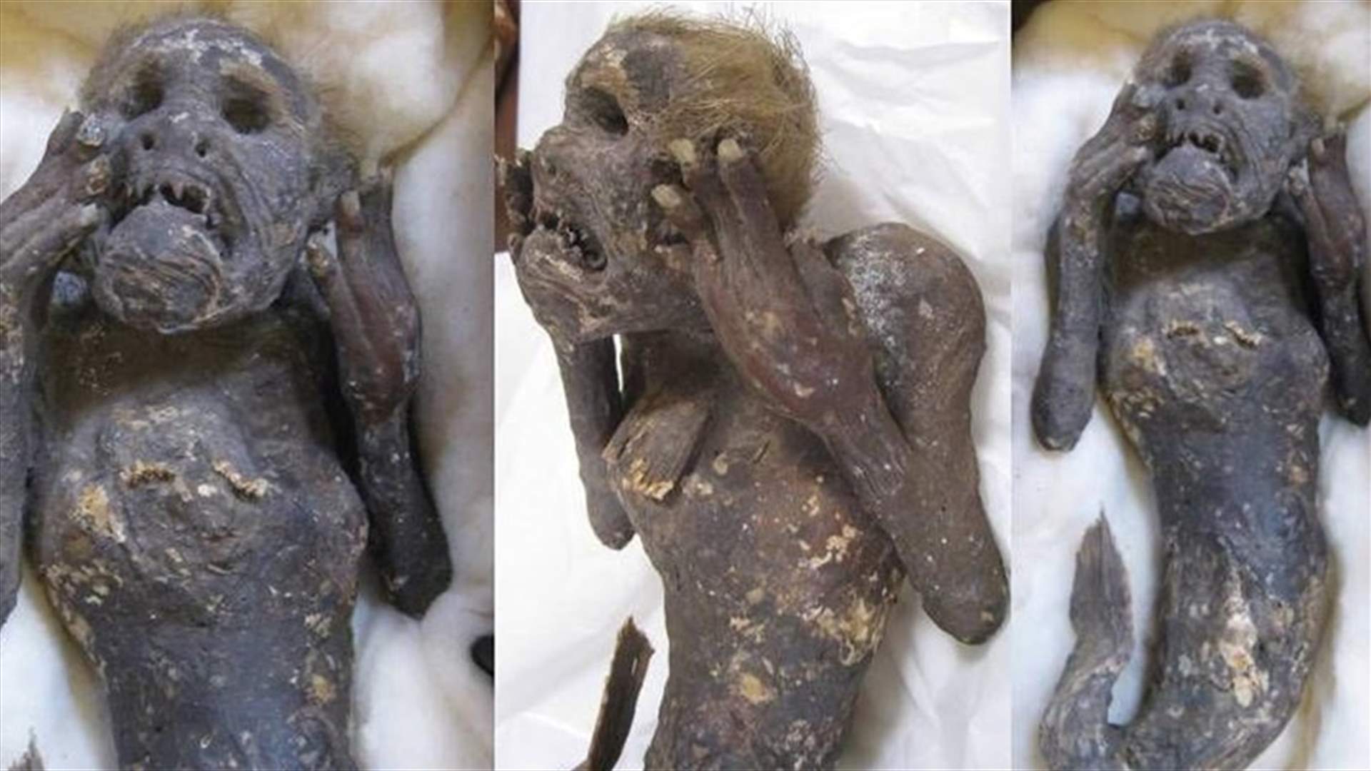 العثور على حورية بحر بوجه بشري وذيل سمكة... والعمل جارٍ على كشف أسرارها (فيديو)