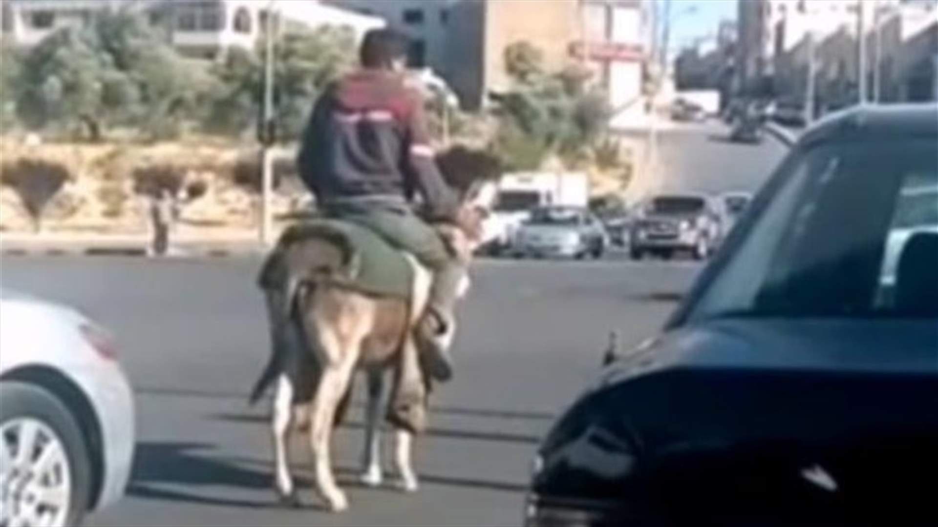 راكباً حماره... أردني يلتزم بقواعد السير ويثير تفاعلاً على السوشيل ميديا (فيديو)