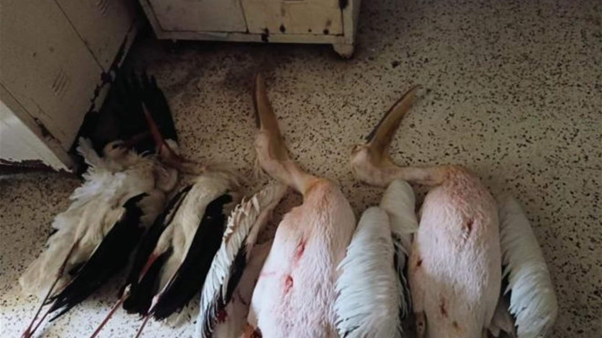 قوى الأمن: توقيف 5 أشخاص بجرم صيد طيور اللقلق الأبيض والبجع المهاجرة المحظر صيدها