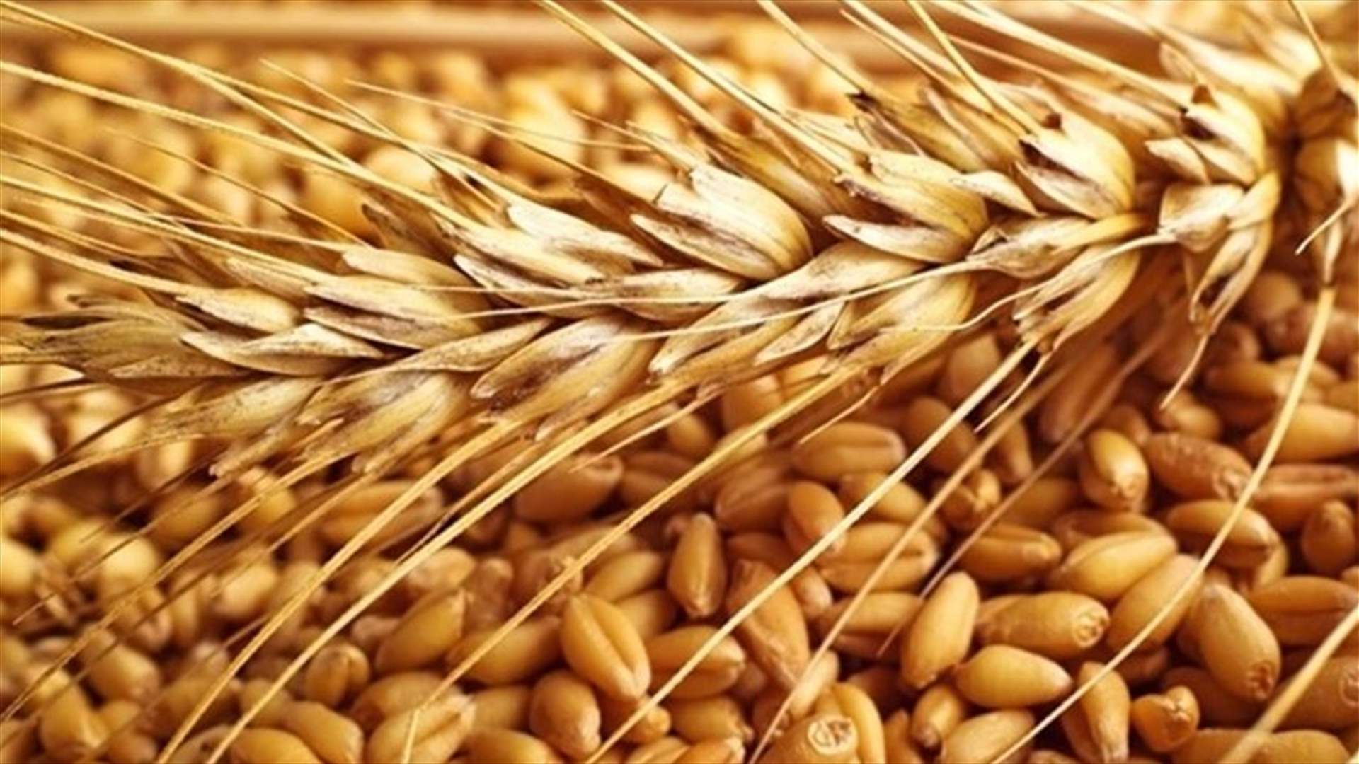 وزير الزراعة وميقاتي بحثا في خطة المباشرة بزراعة القمح الطري