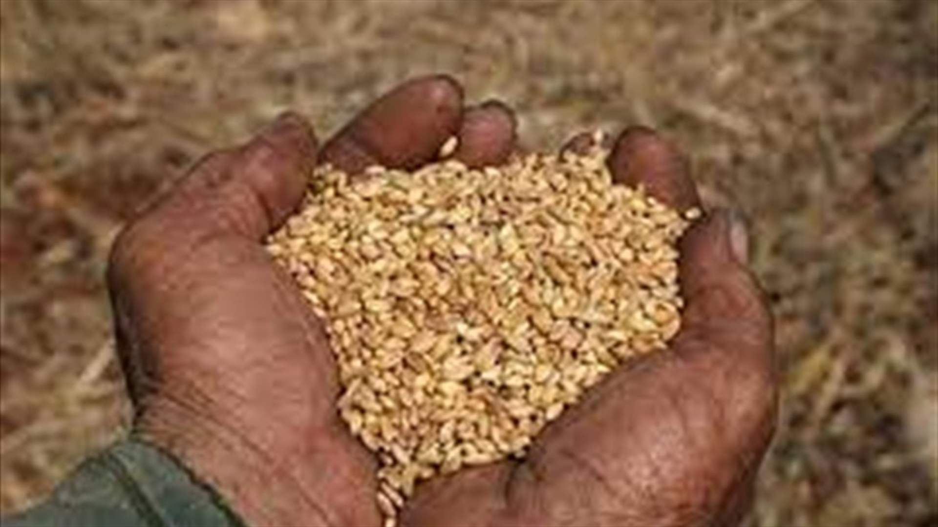 مصلحة الابحاث الزراعية: فحوصات القمح تتم حسب الاصول