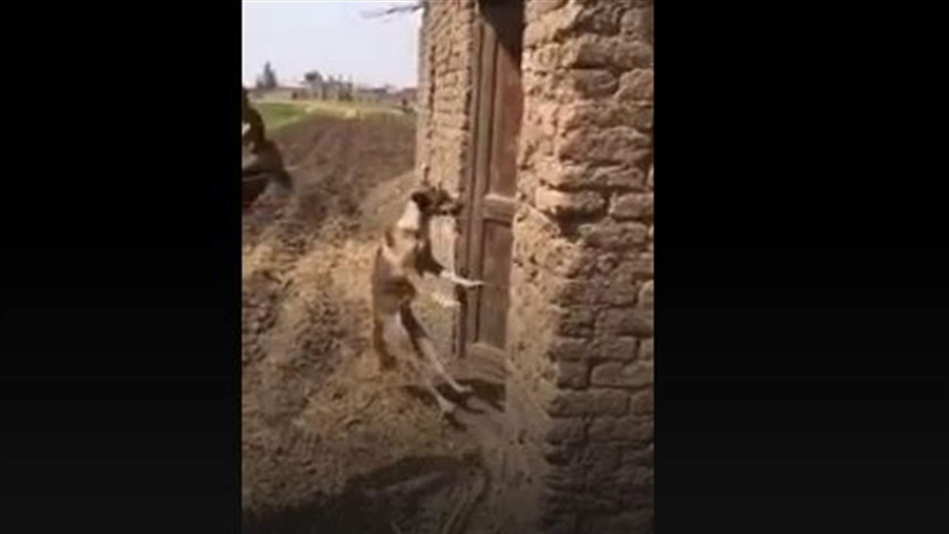 عذّب كلباً حتّى الموت... وغضب عارم في الشارع المصري!