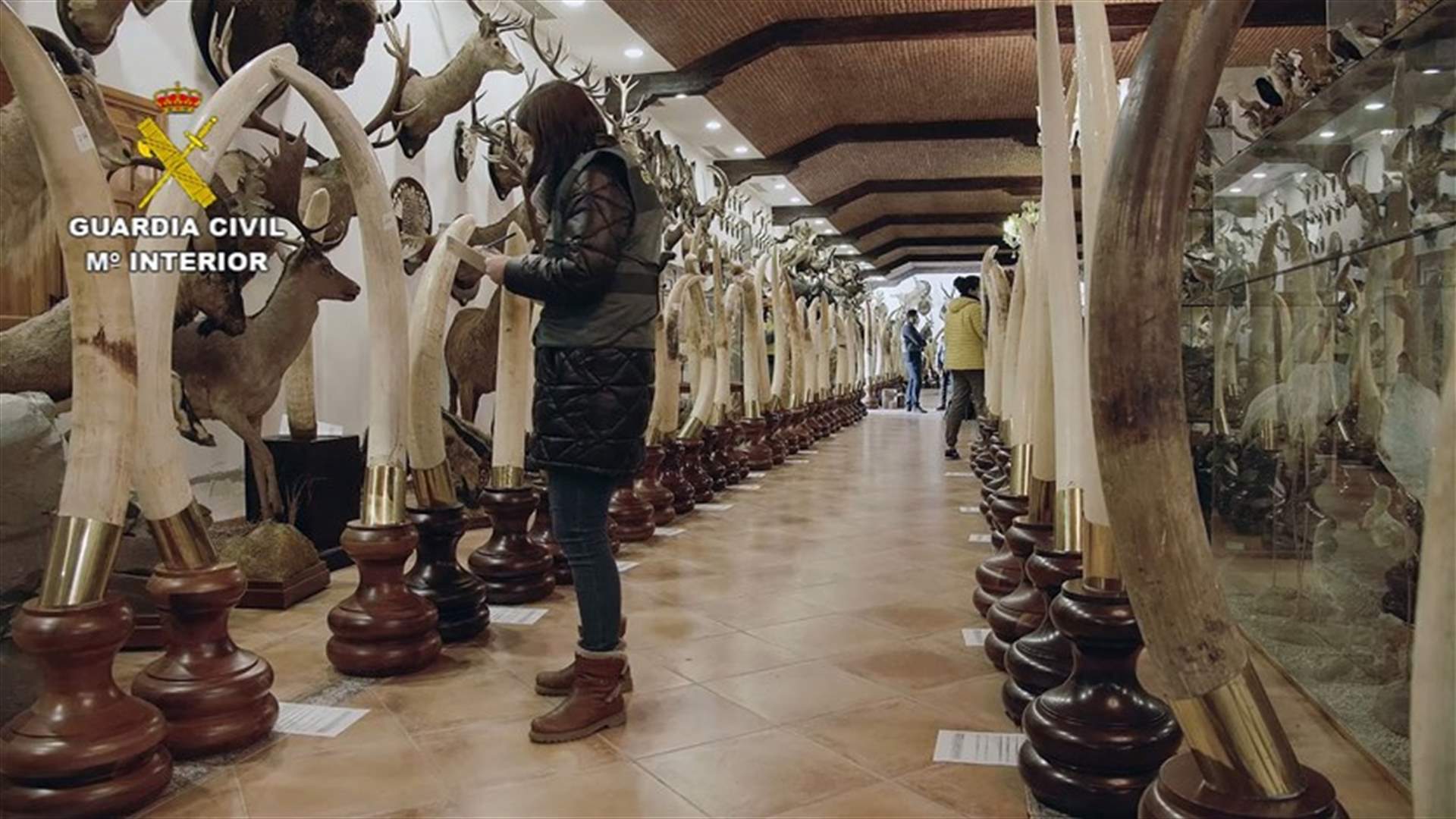 أسود ونمور ودببة... إسبانيا تضبط واحدة من أكبر عمليات تحنيط الحيوانات في أوروبا!