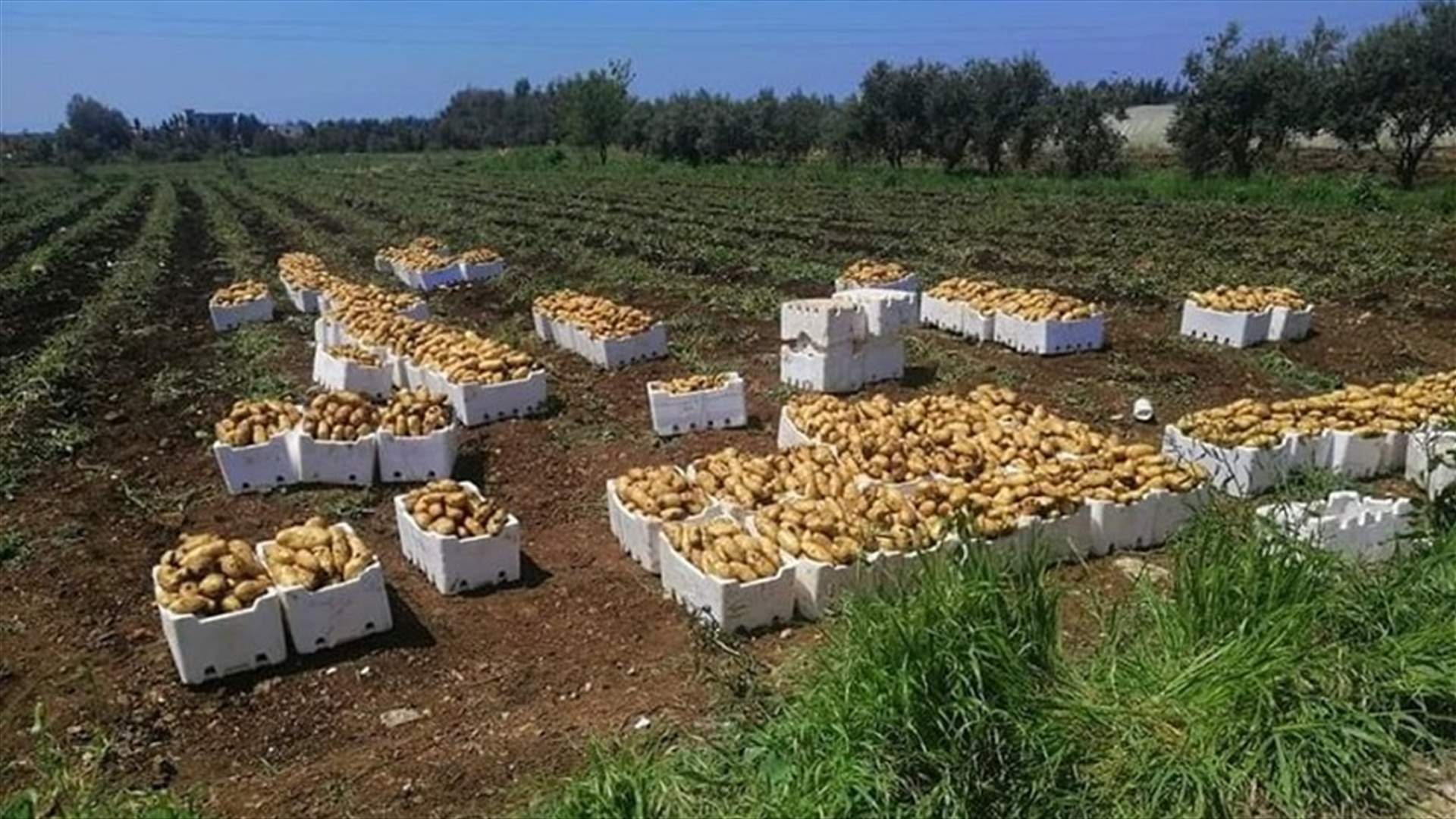 رئيس الجمعية التعاونية لمزارعي البطاطا: نحذر من كارثة زراعية كبيرة ستواجه موسم البطاطا