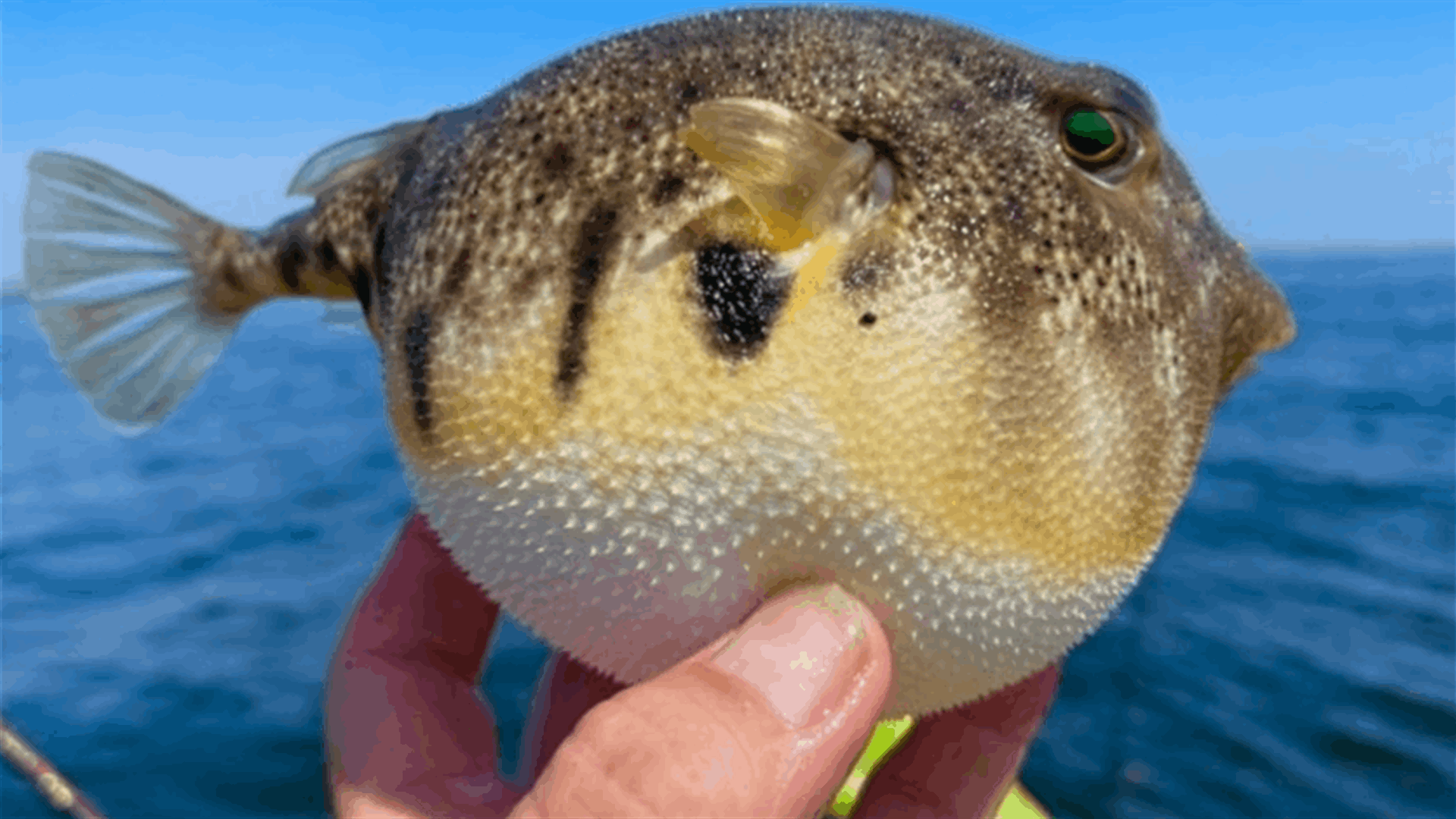 Cases of human poisoning after consumption of highly toxic Puffer