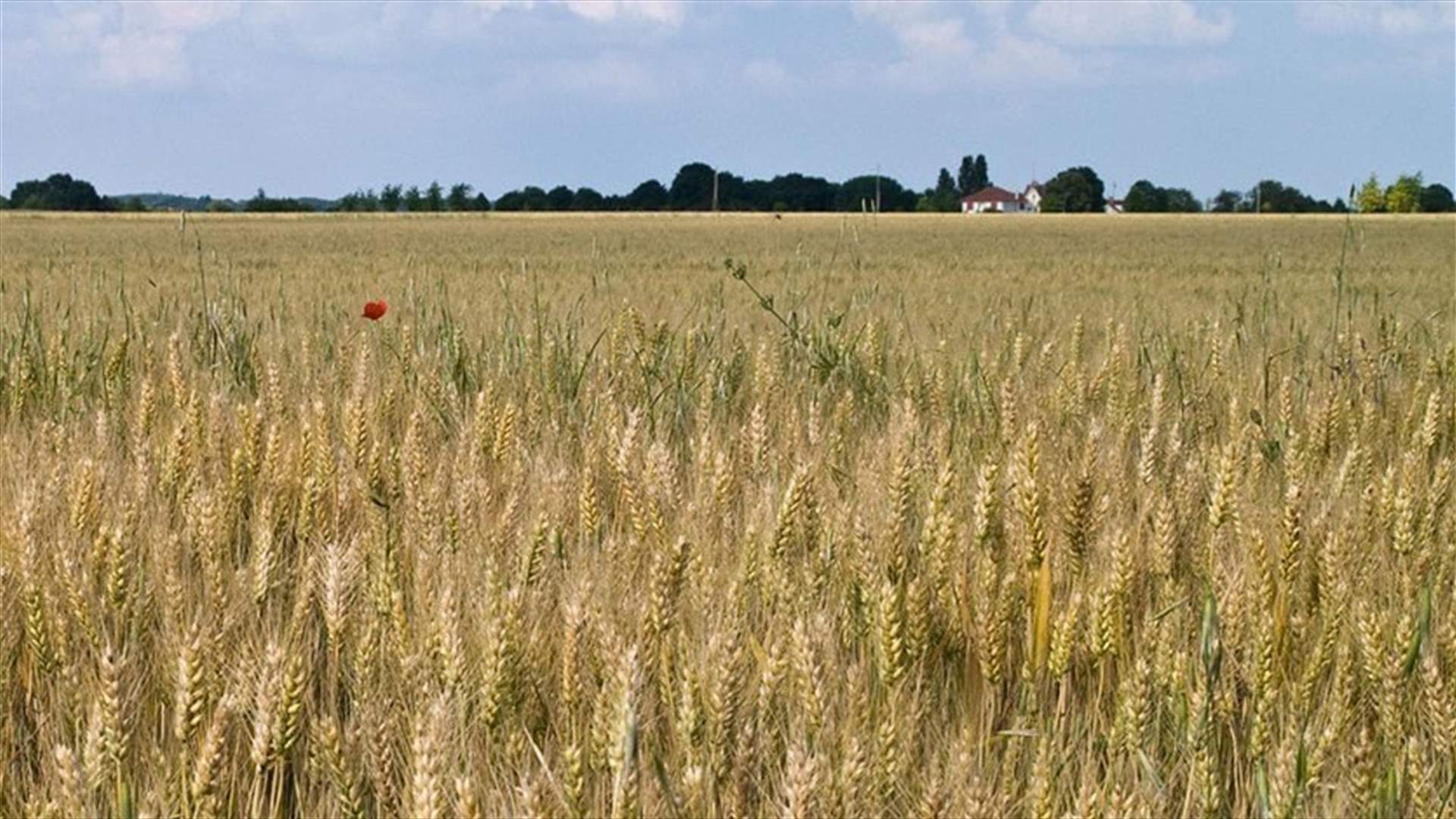 Salam signs final report for negotiations with World Bank on wheat security