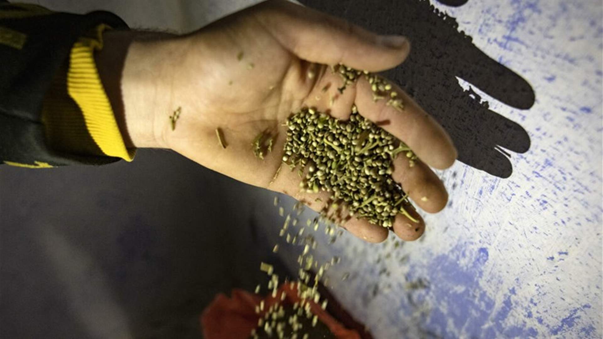 الشرطة المغربية تحبط محاولة تهريب أكثر من 31 طنًا من الحشيشة