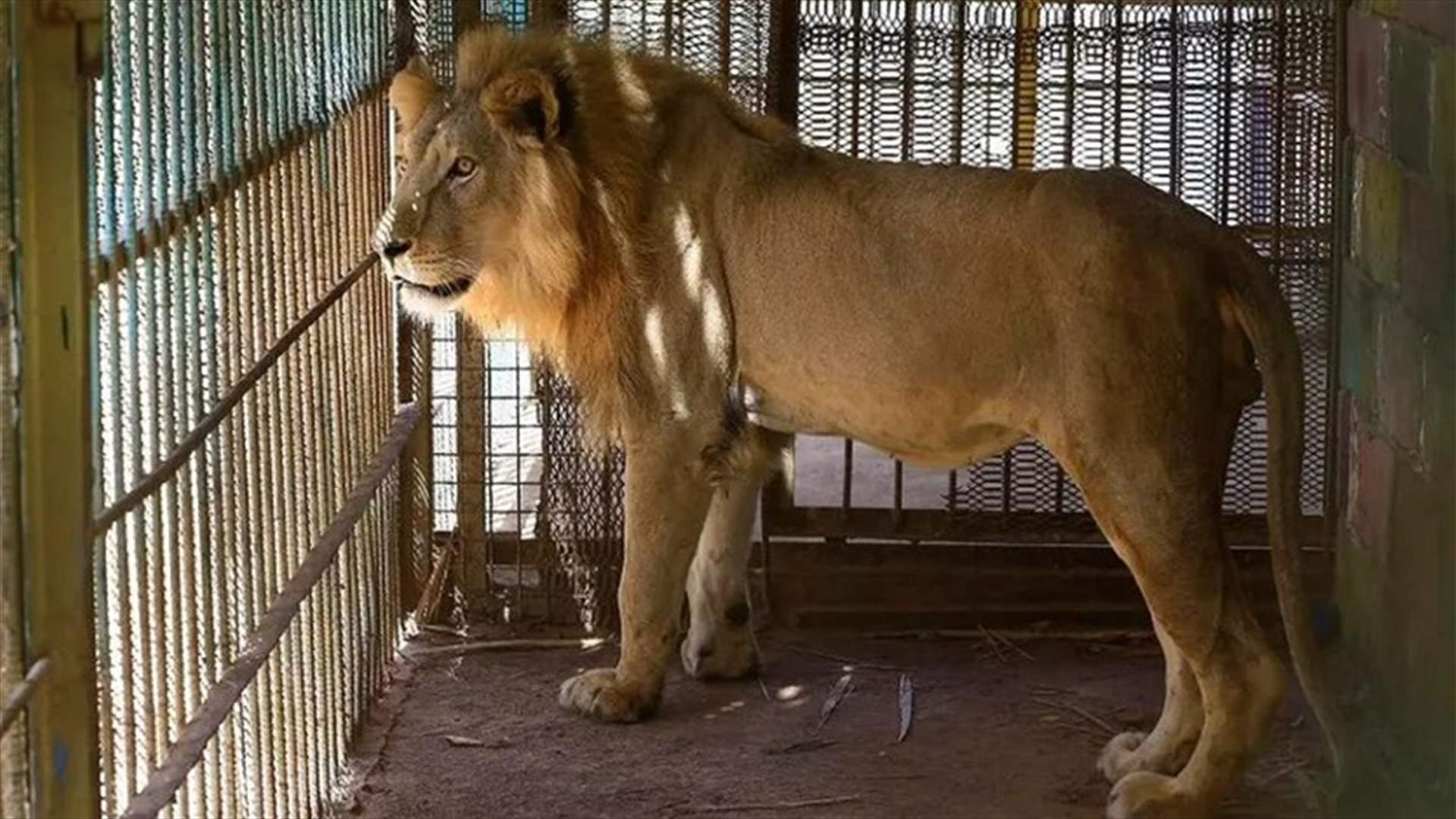 حادثة مأساوية في السودان... أسد يفترس طفلة داخل حديقة حيوان!