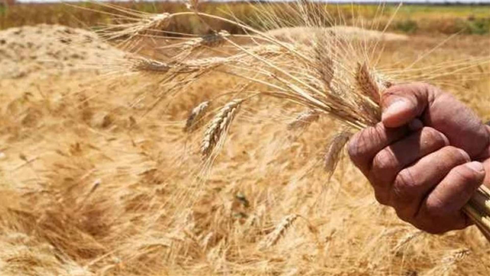 الولايات المتحدة تناشد الهند العودة عن قرار حظر تصدير القمح
