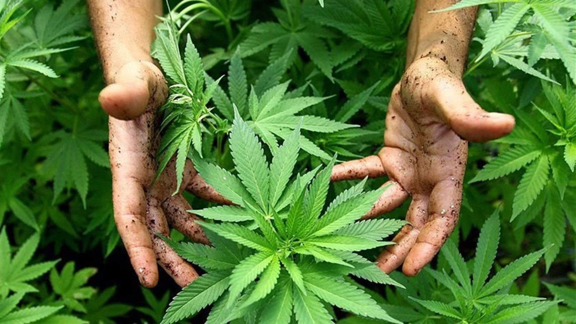 تلف 10 أطنان من حشيشة الكيف ومواد كيميائية في صيدا