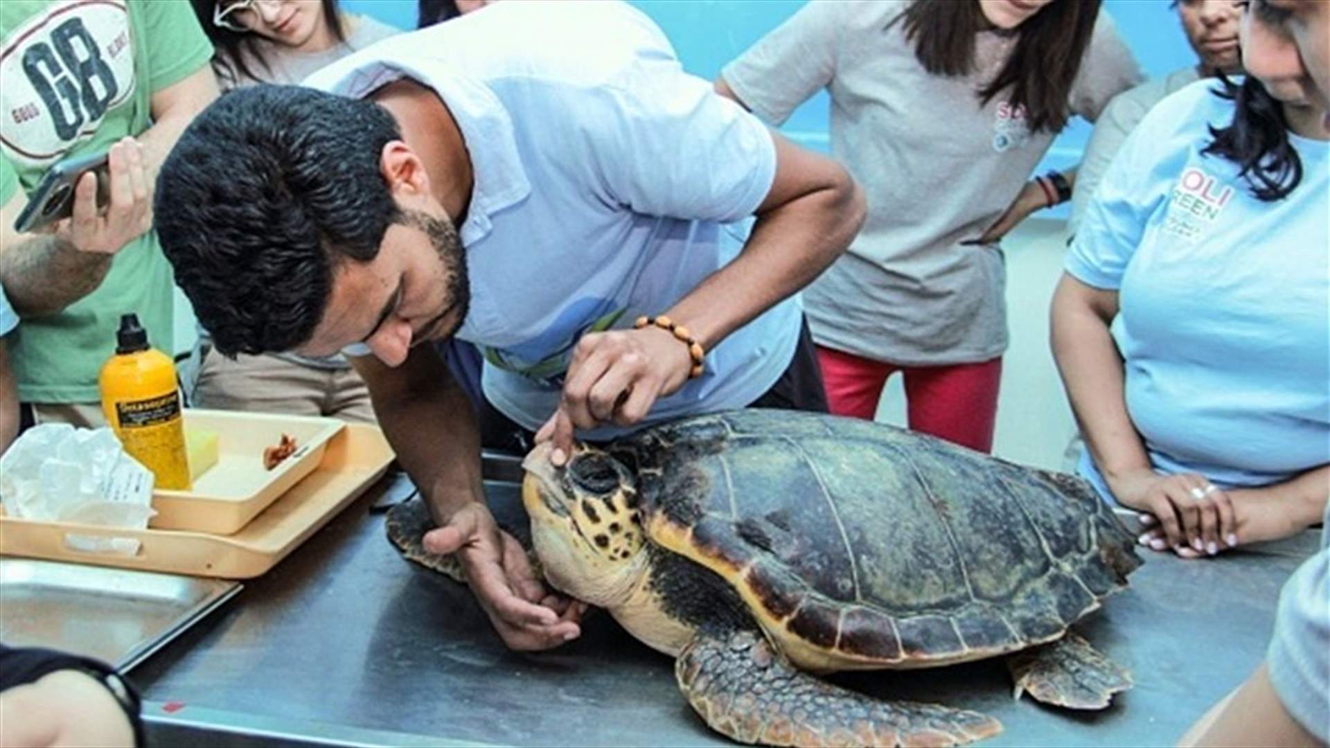 في تونس... إطلاق ثلاث سلاحف بحرية من نوع محميّ بعد إنقاذها