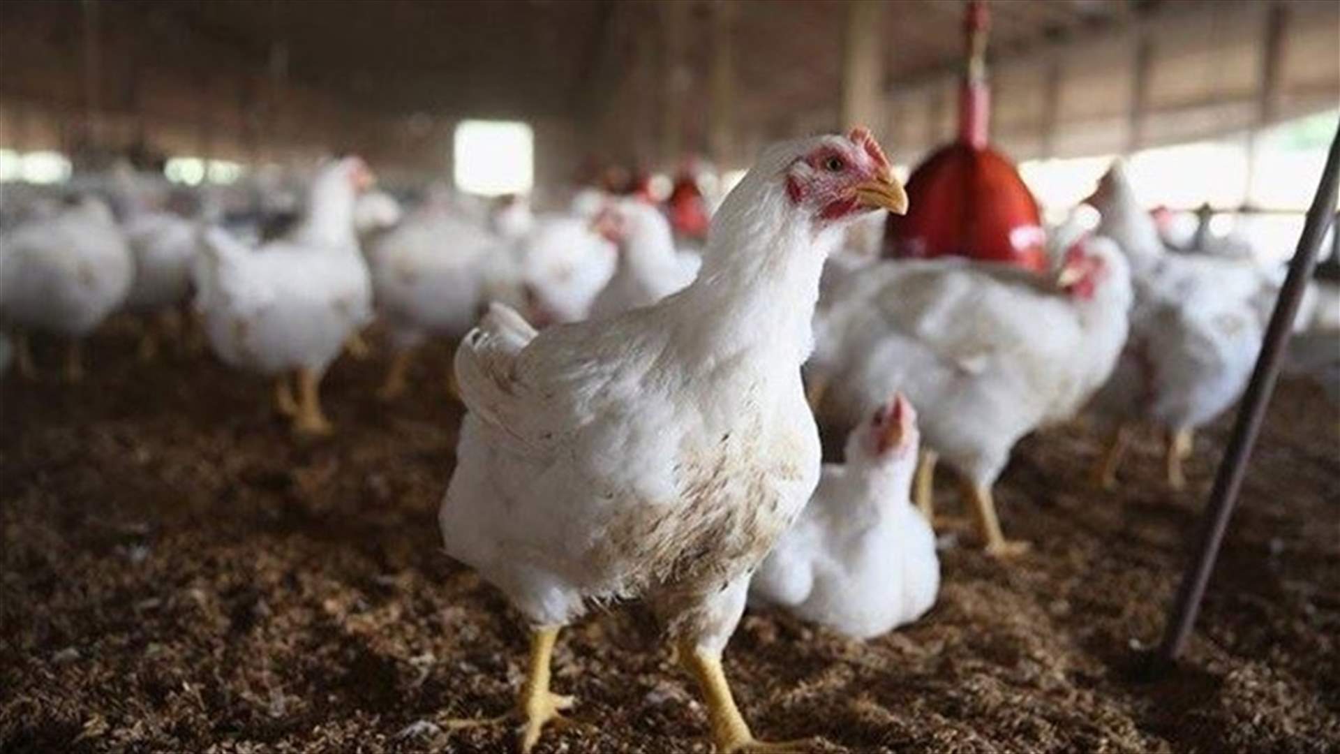 نقابة الدواجن تطلق نداء إستغاثة: أوقفوا استيراد الدجاج المجلد وسدّدوا مستحقاتنا