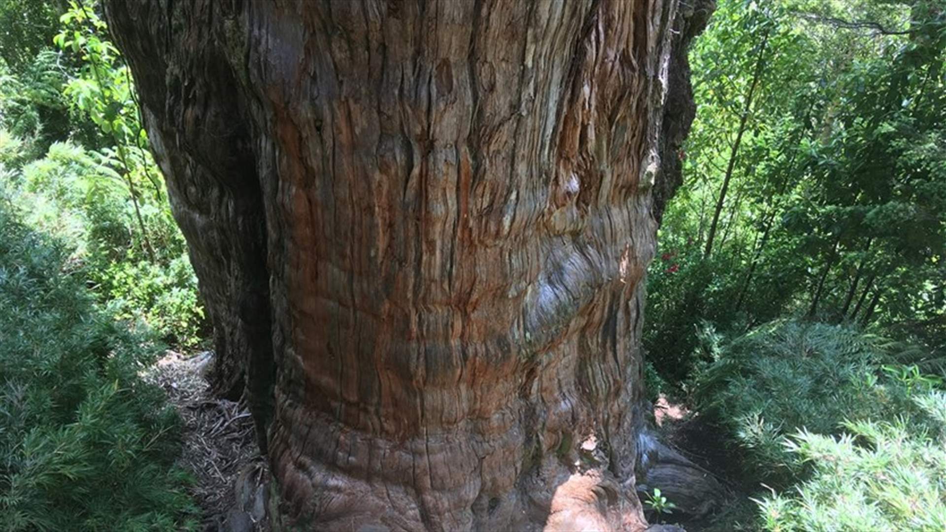 &quot;الجد الأكبر&quot;...تشيلي قد تكون موطناً لشجرة يزيد عمرها على 5 آلاف عام