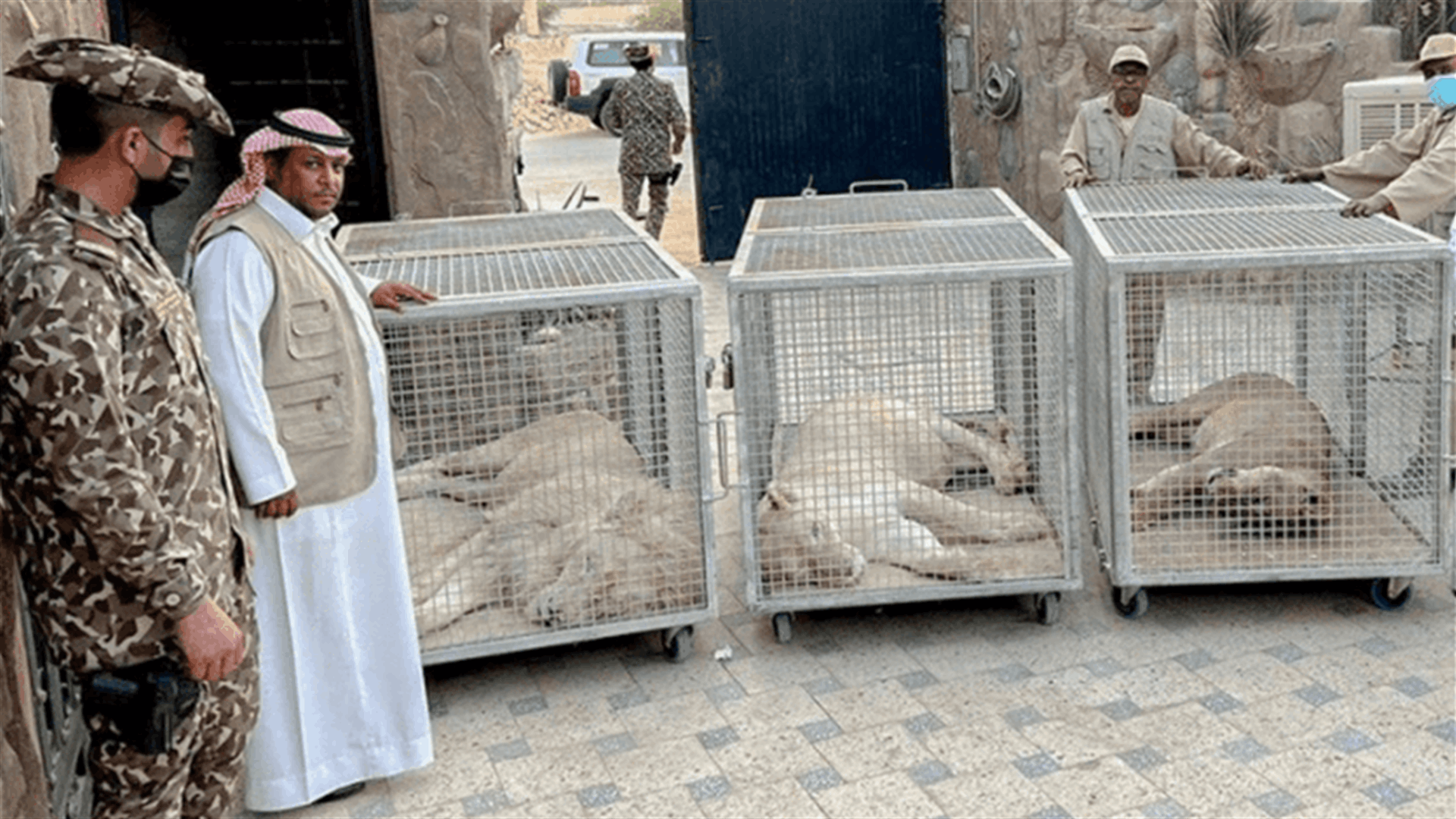 في الرياض... مصادرة 3 أسود مهددة بالانقراض تابعة لمواطن سعودي