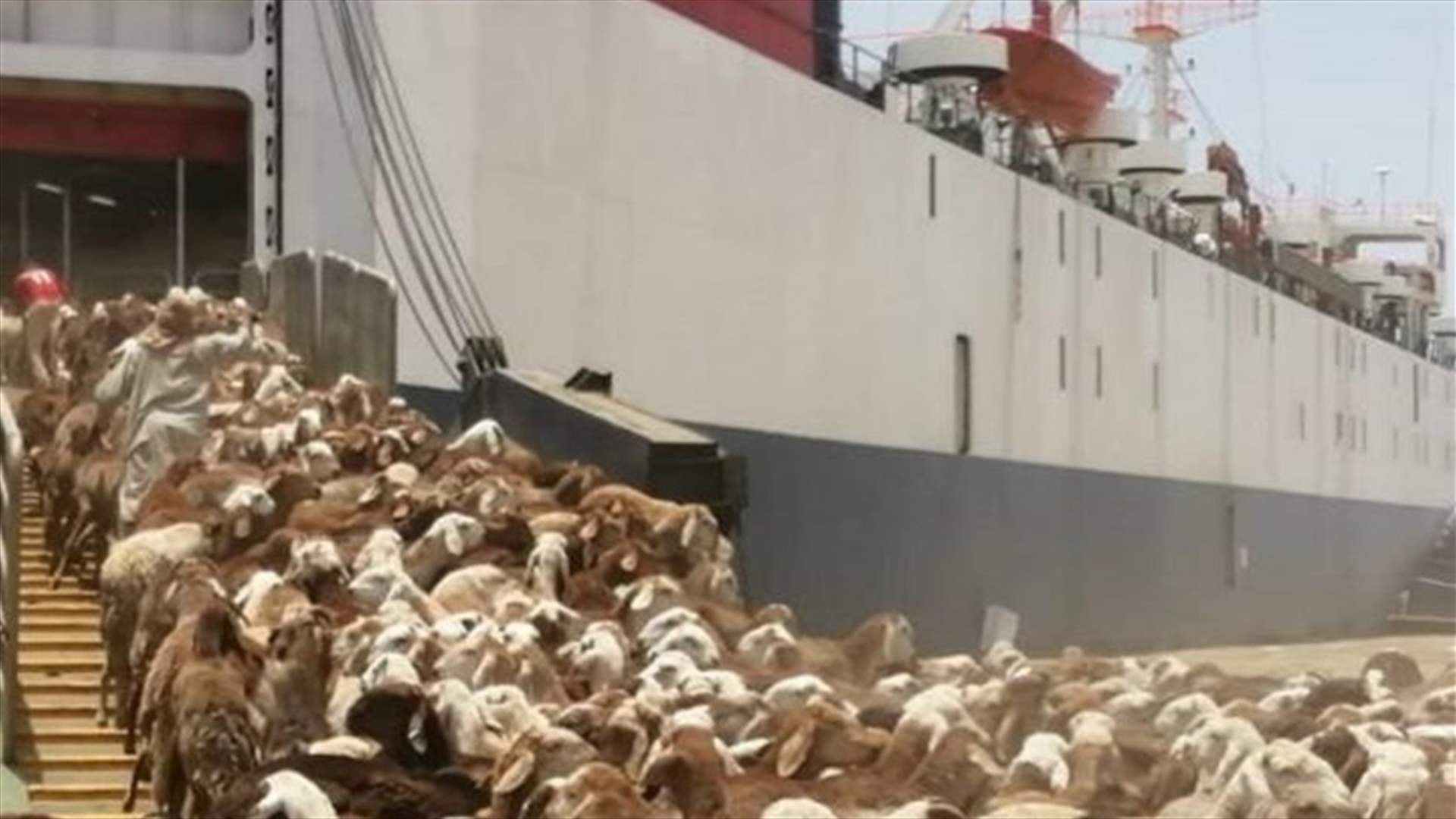 غرق سفينة محملة بمواش في ميناء سواكن السوداني