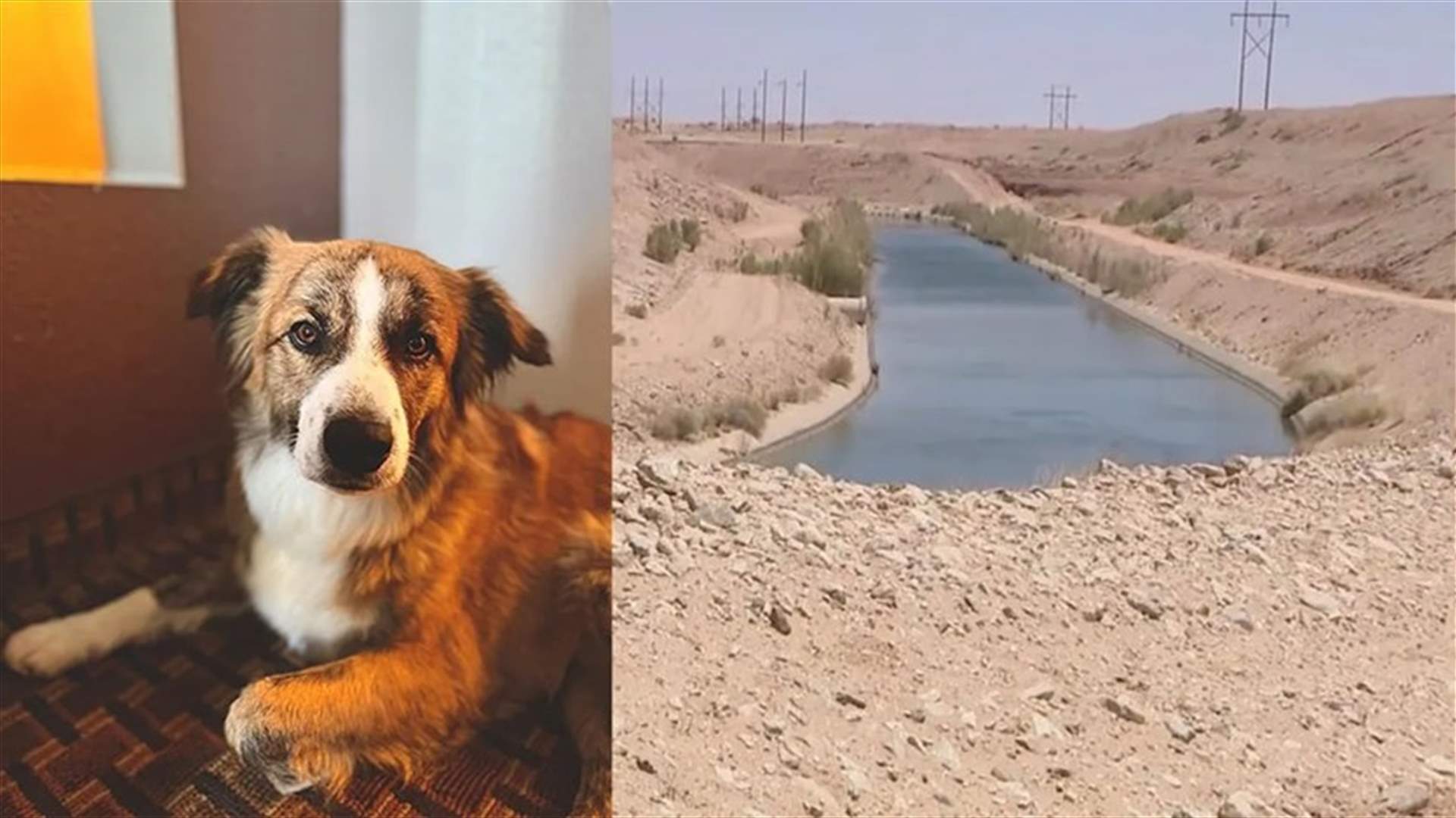 تشبثت بشجرة طوال الليل... سيّدة حاولت إنقاذ كلبها فسقطت معه!