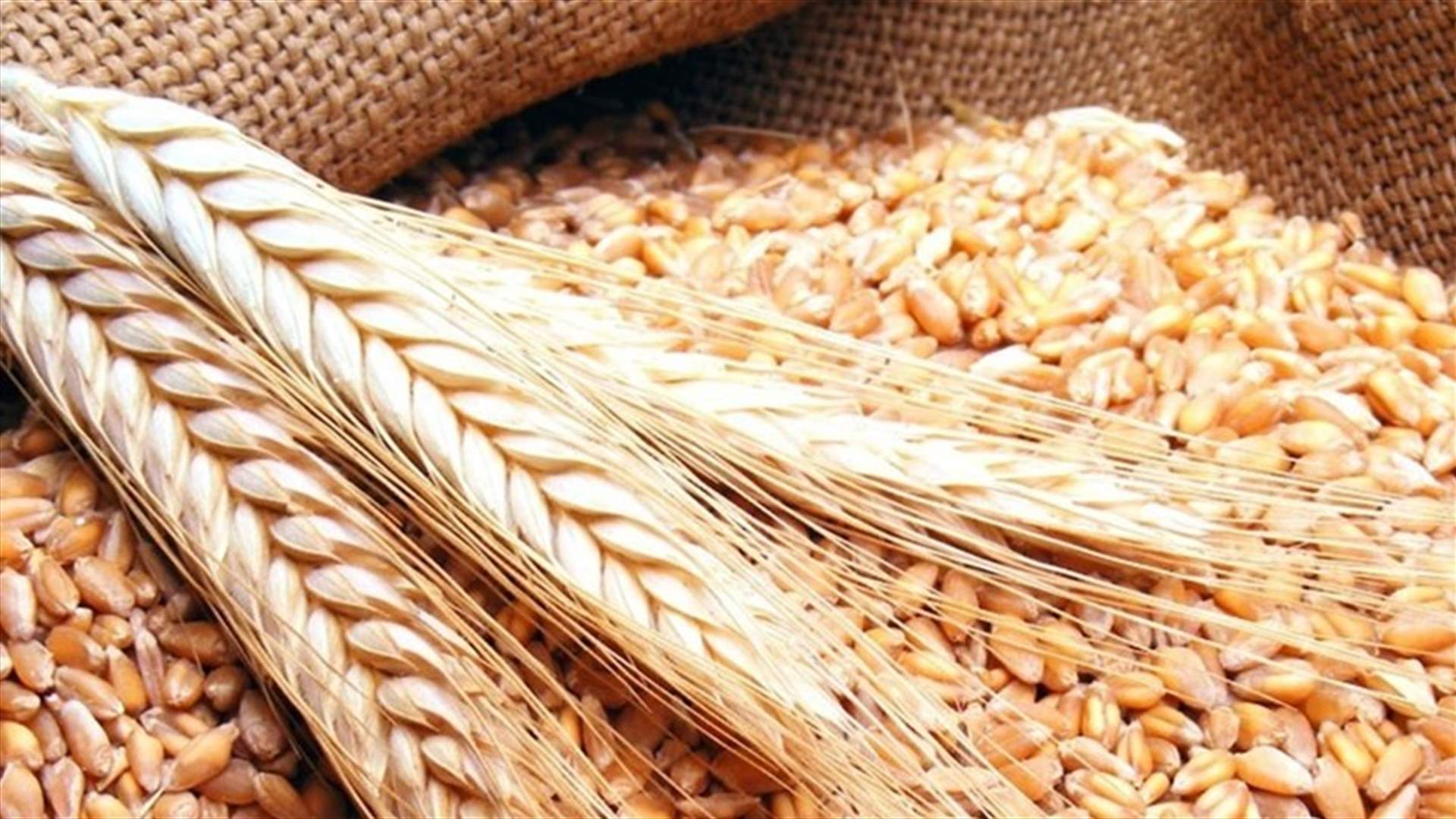 بوشكيان: القمح القاسي اللبناني من الأجود في العالم