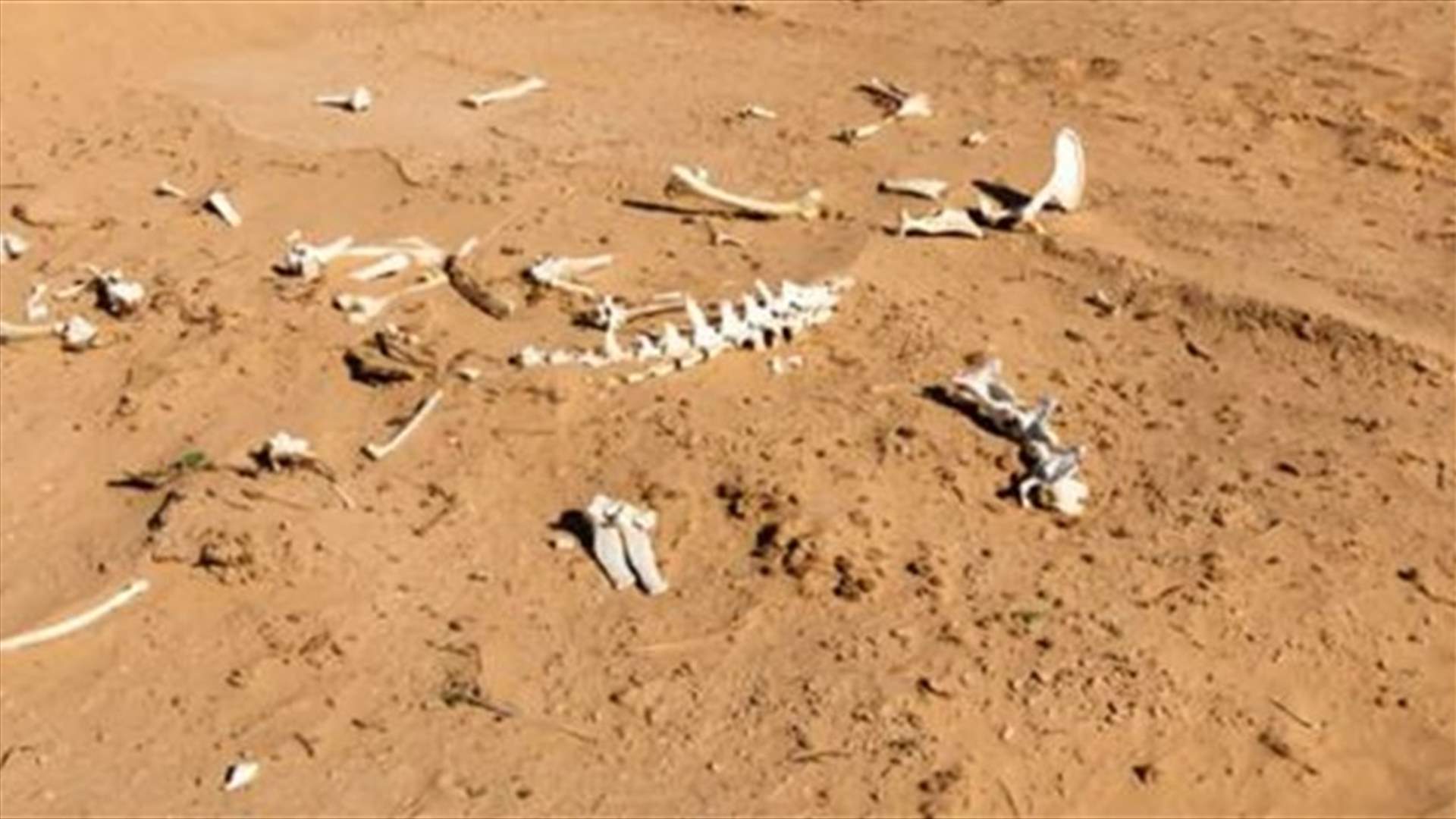 إنتشال جثث 20 شخصًا قضوا عطشًا في الصحراء الليبية قرب حدود تشاد