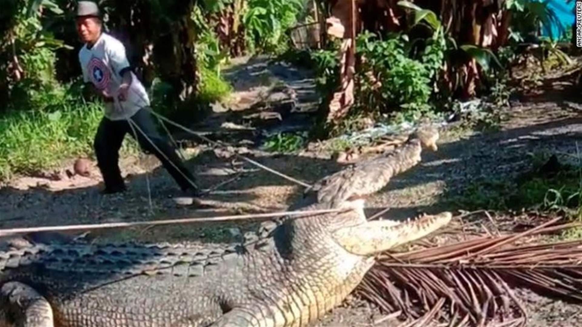 عمل بطولي... إندونيسي ينقذ قريته ويصطاد تمساحاً ضخماً باستخدام الحبل! (فيديو)