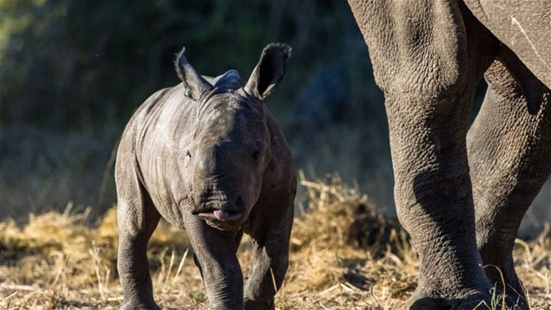 بعد 40 عاماً من انقراضه محليا... وحيد القرن يعود إلى موزامبيق