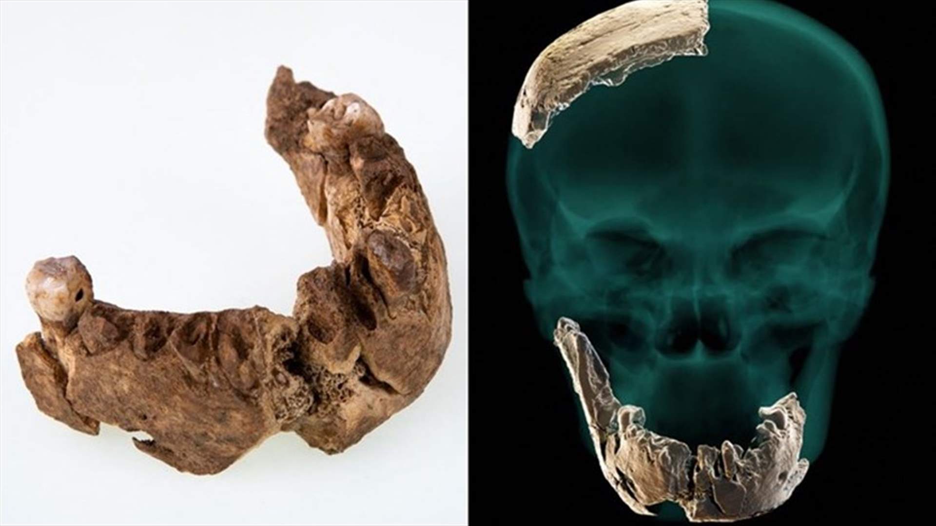 علماء آثار عثروا على أحفورة عظمة فك... قد تعطي لمحة عن أول البشر الذين سكنوا أوروبا