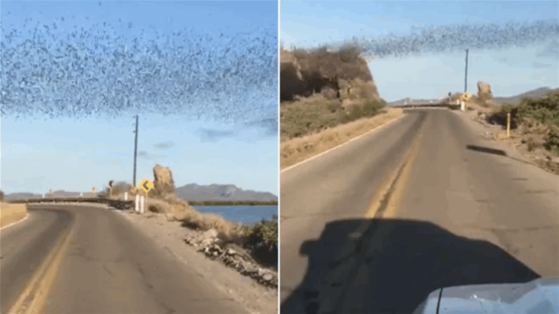مشهد مثير للدهشة... &quot;جيش من الخفافيش&quot; يخرج من كهفه إلى سماء المكسيك (فيديو)