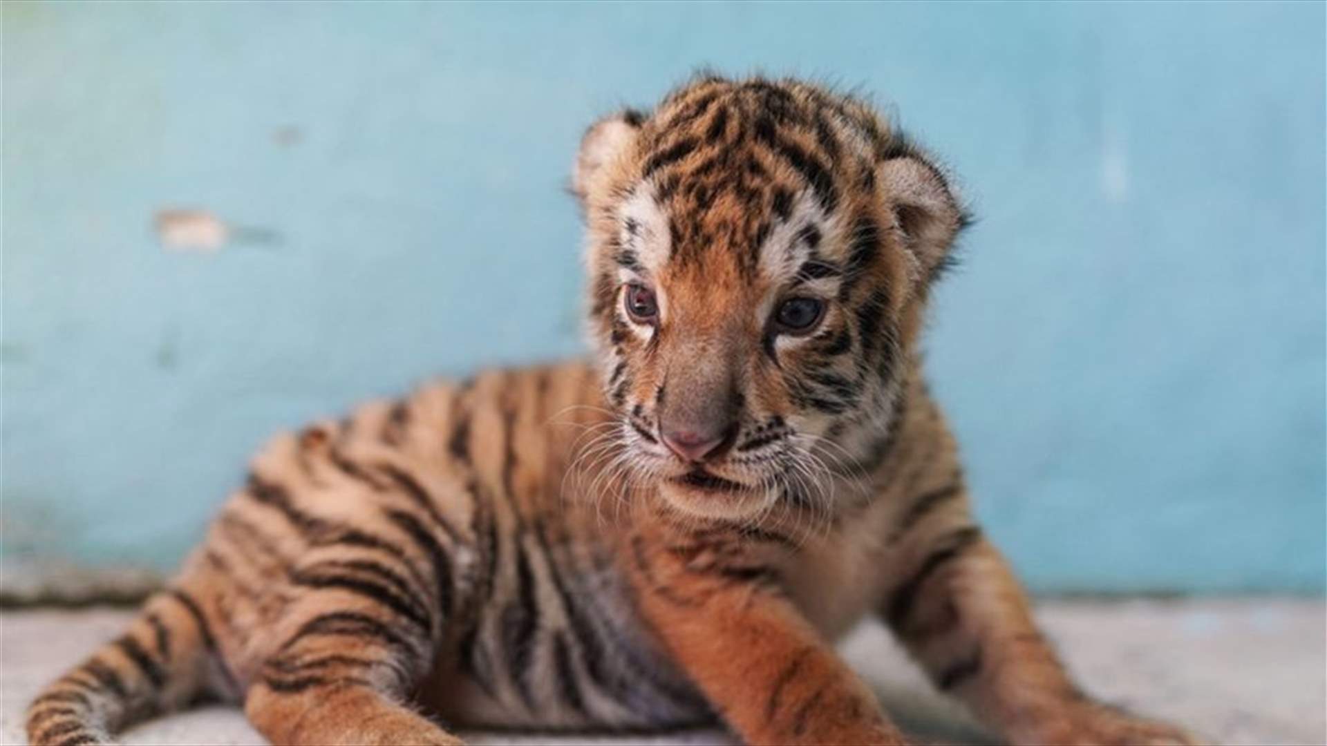 في حديقة حيوان كوبية... ولادة خامس نمر بنغالي مهدّد بالانقراض
