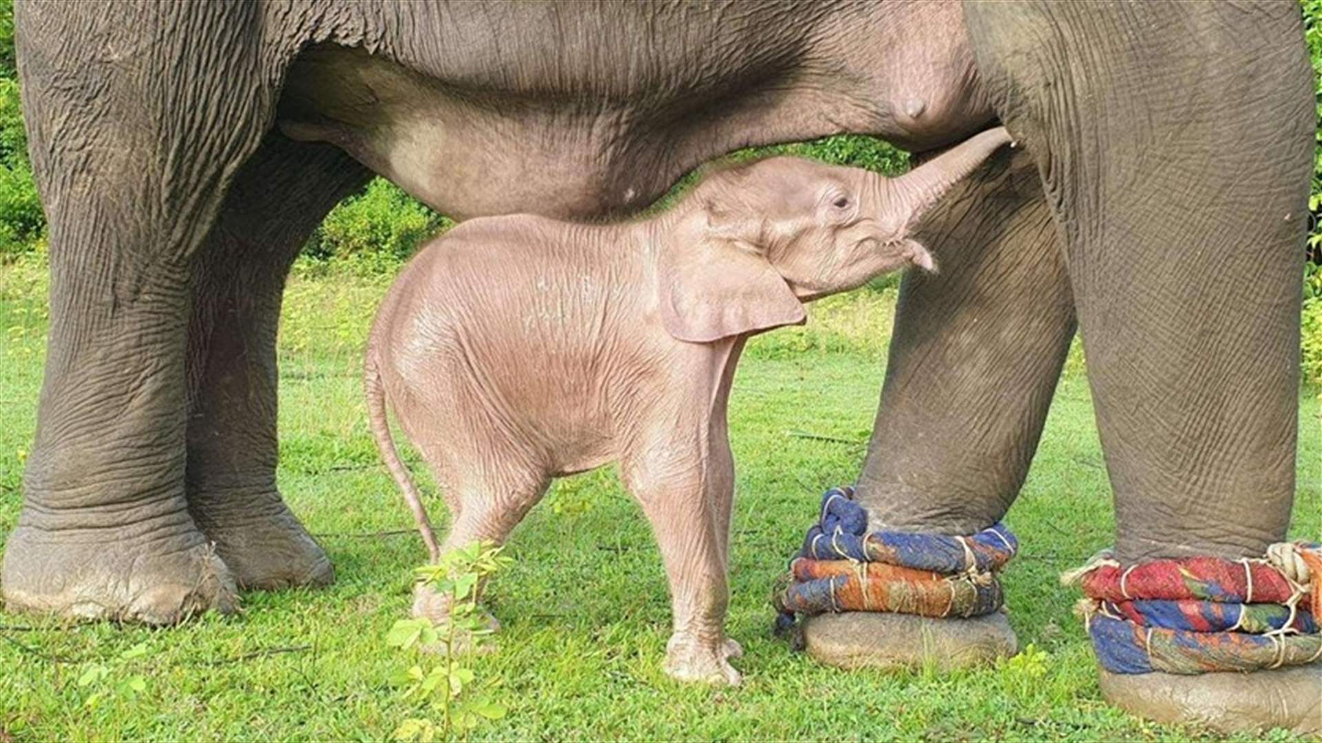 يعتبره الكثيرون &quot;فأل خير&quot;... ولادة نادرة لفيل أبيض في بورما