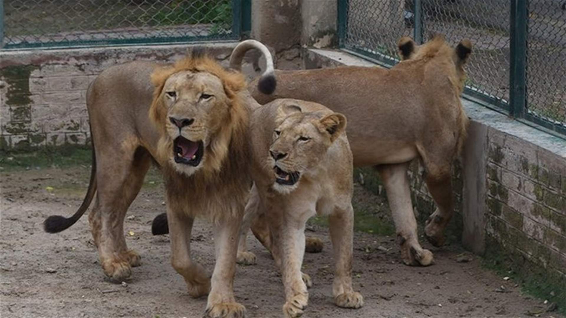 لتوفير مساحة أكبر... حديقة حيوانات باكستانية تنظم مزادا على 12 من أسودها