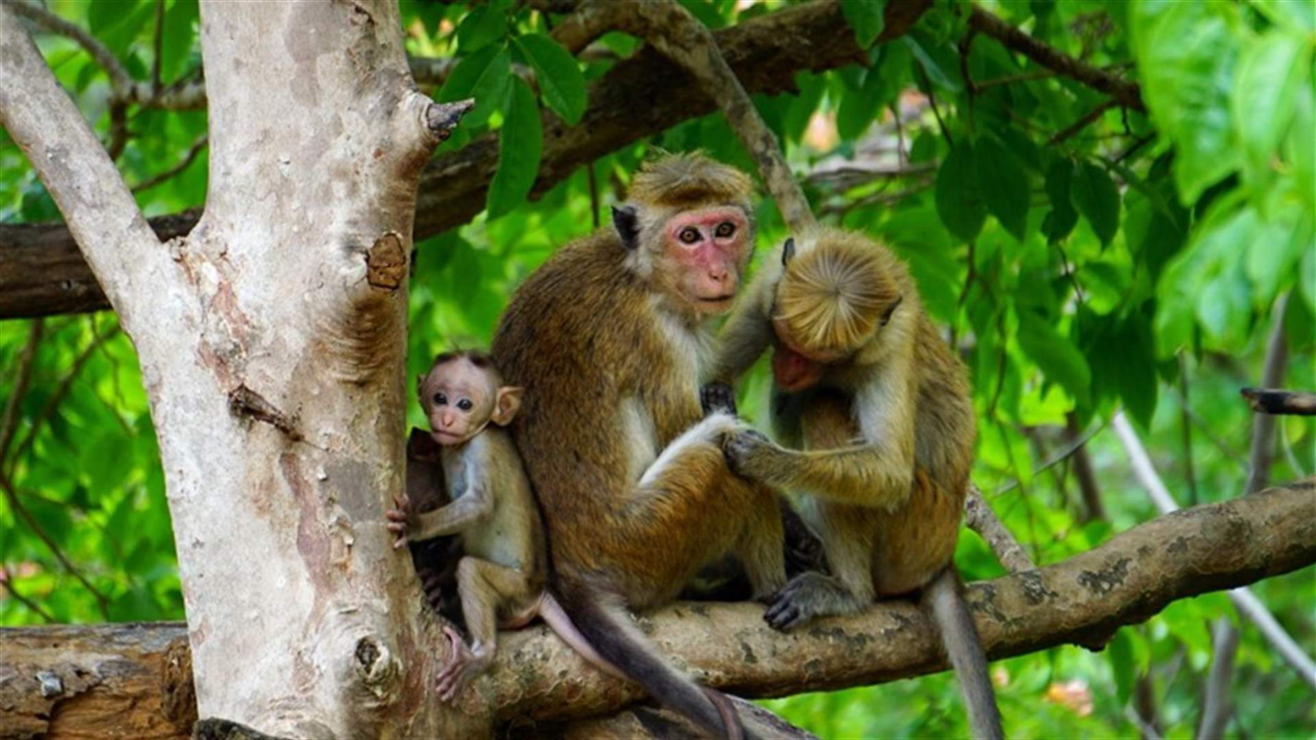 بسبب فيروس الجدري... منظمة الصحة العالمية تستنكر الهجمات ضدّ القردة في البرازيل
