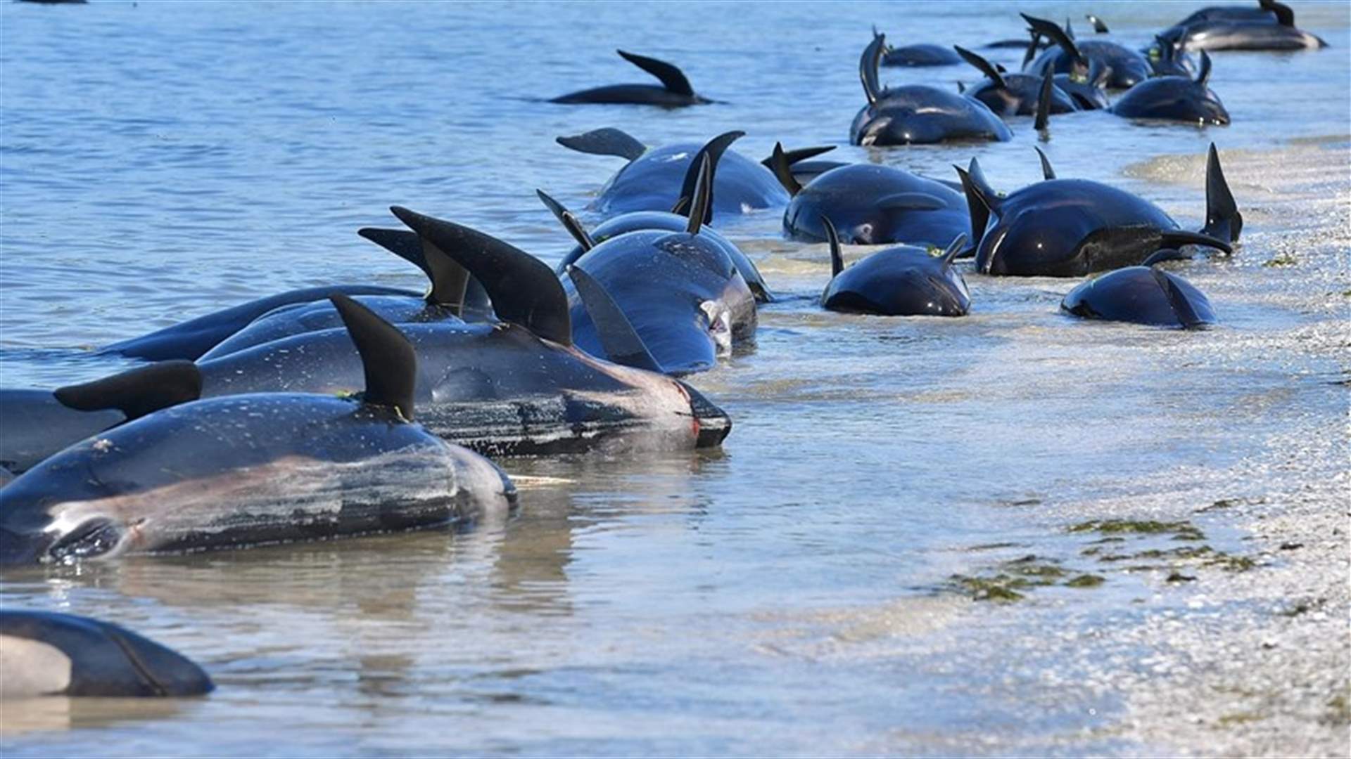 محاولة إنقاذ 10 دلافين جانحة على شاطئ في نيوزيلندا