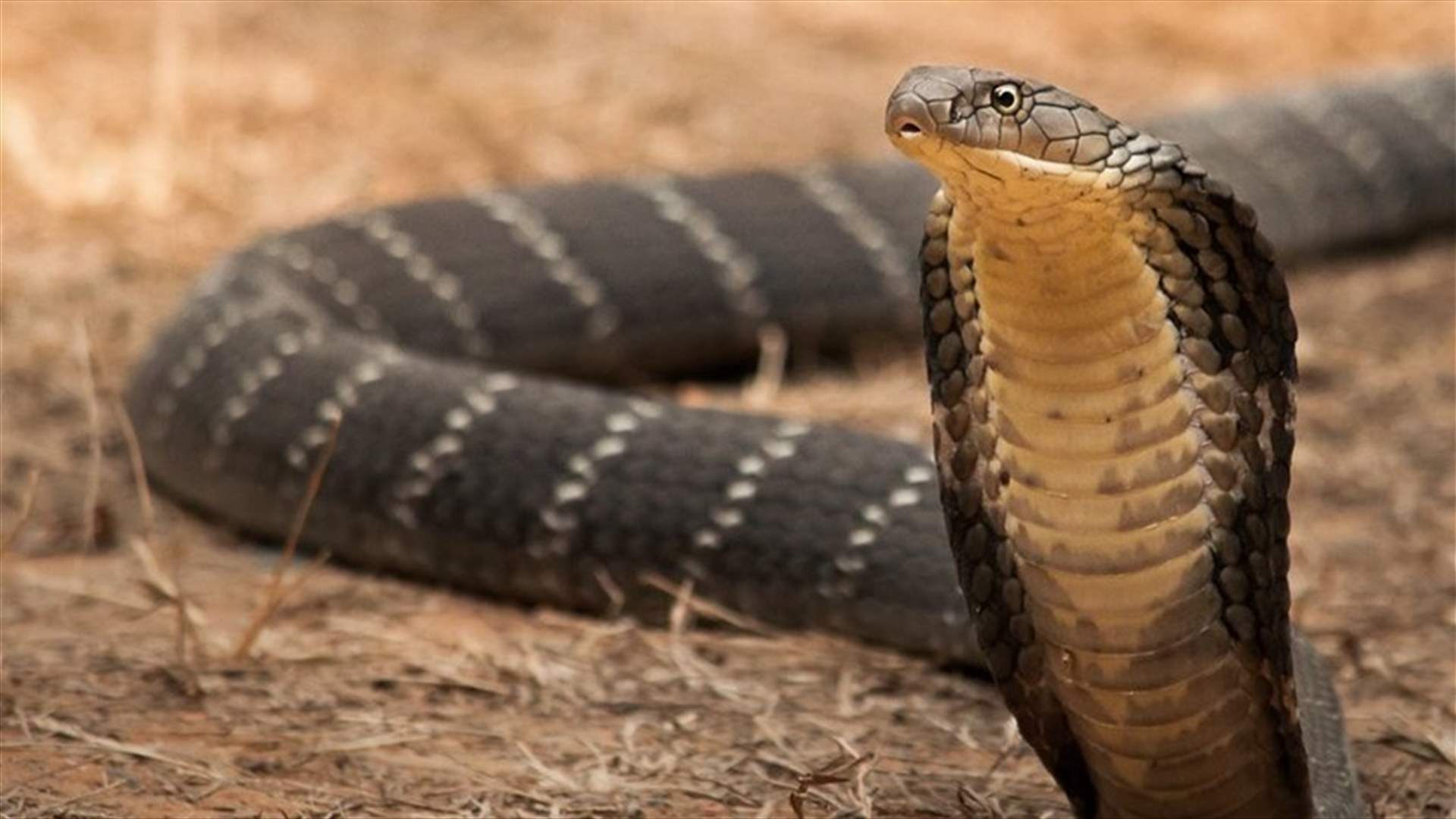 سافر ليحضر جنازة شقيقه فلقيَ حتفه مثله بلسعة أفعى...